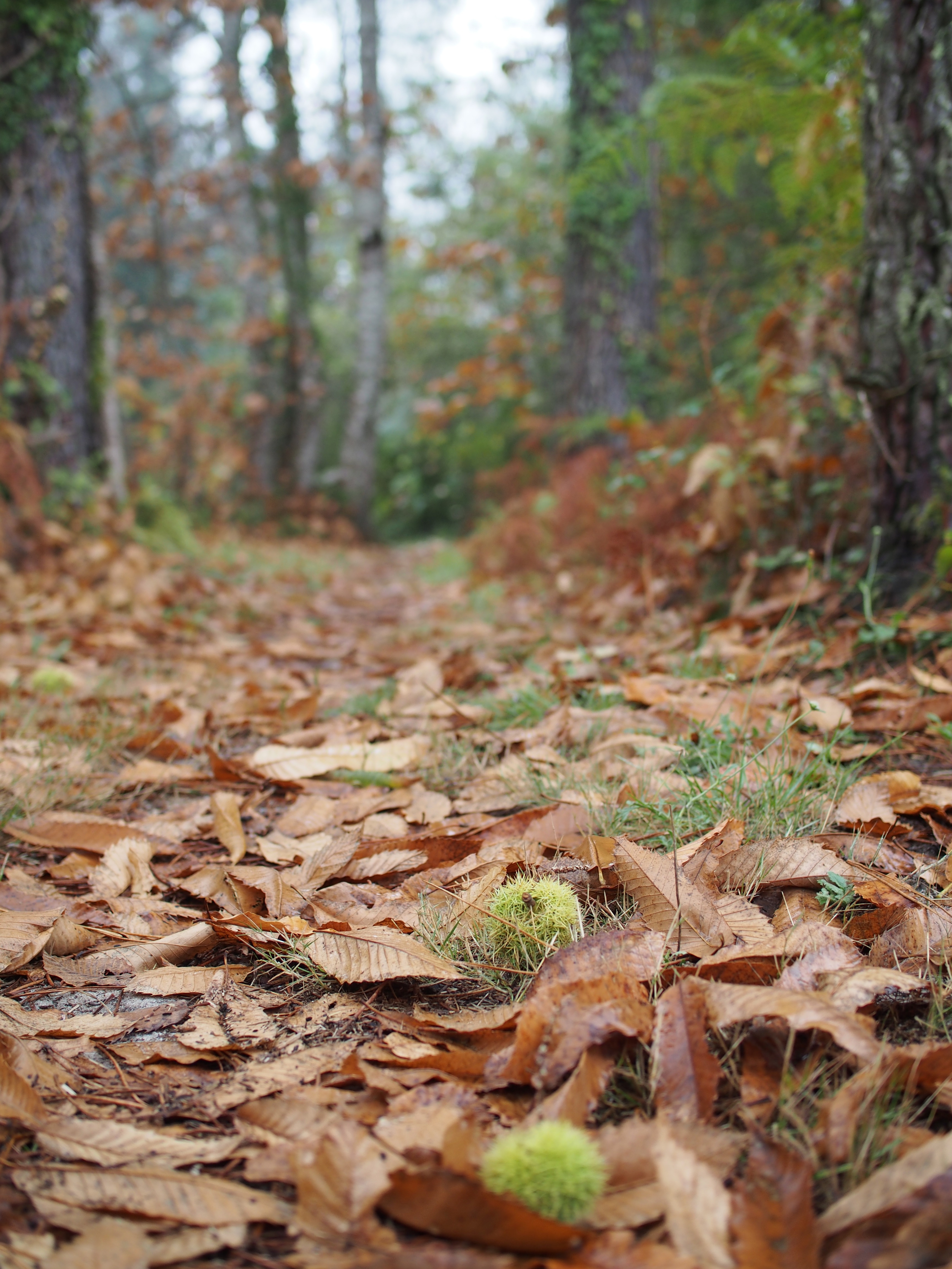 Sentier pédagogique et Arboretum de Graine de Forêt, Garein - photo 3