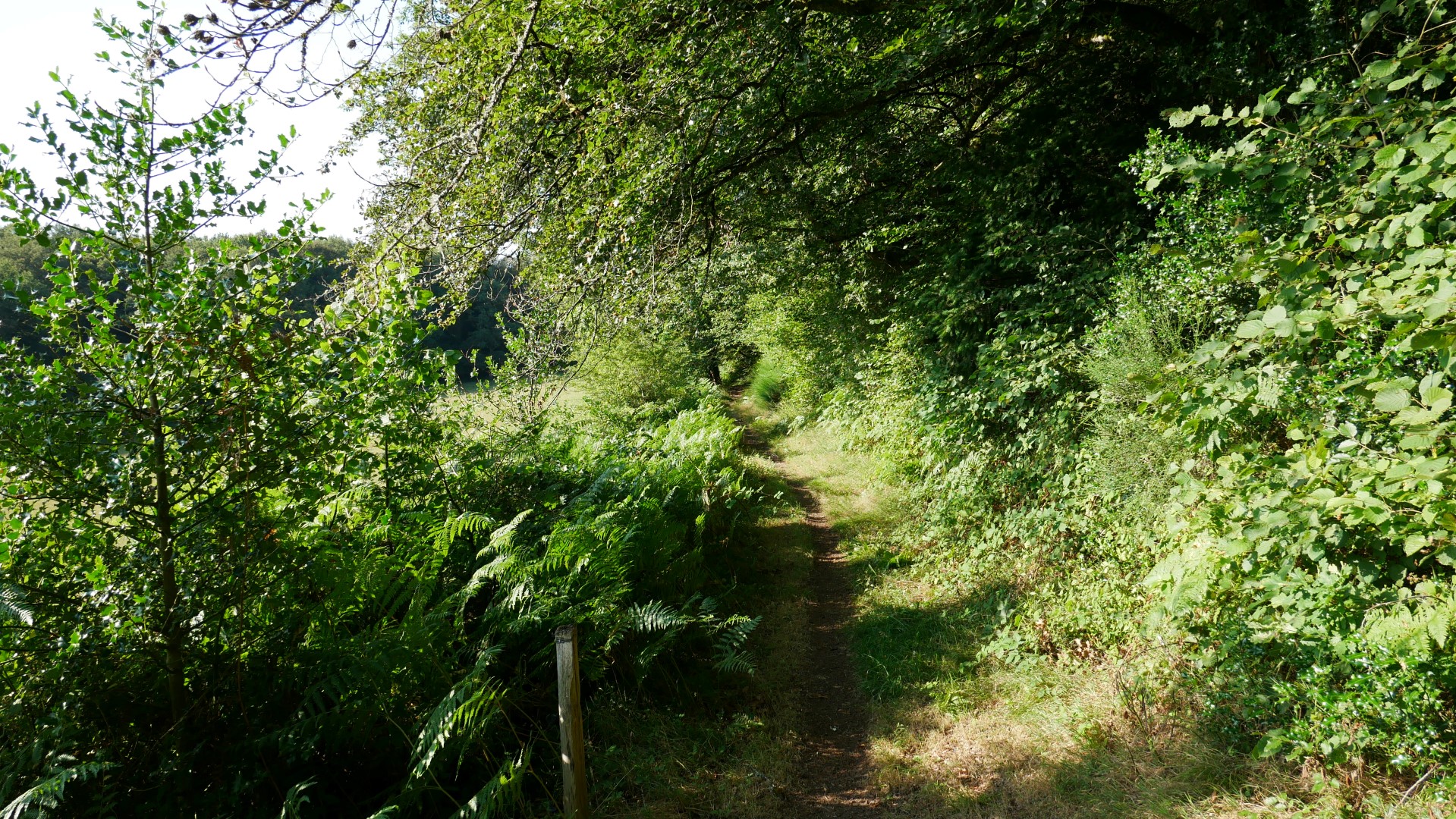 Circuit Pédestre N° 44 : "Le champ des arbres", Bourganeuf - photo 3