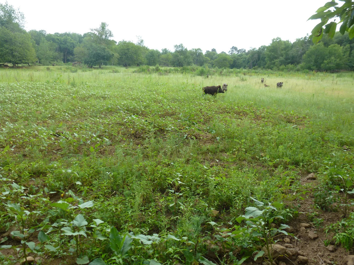 Sangliers de Mortemart - photo 5