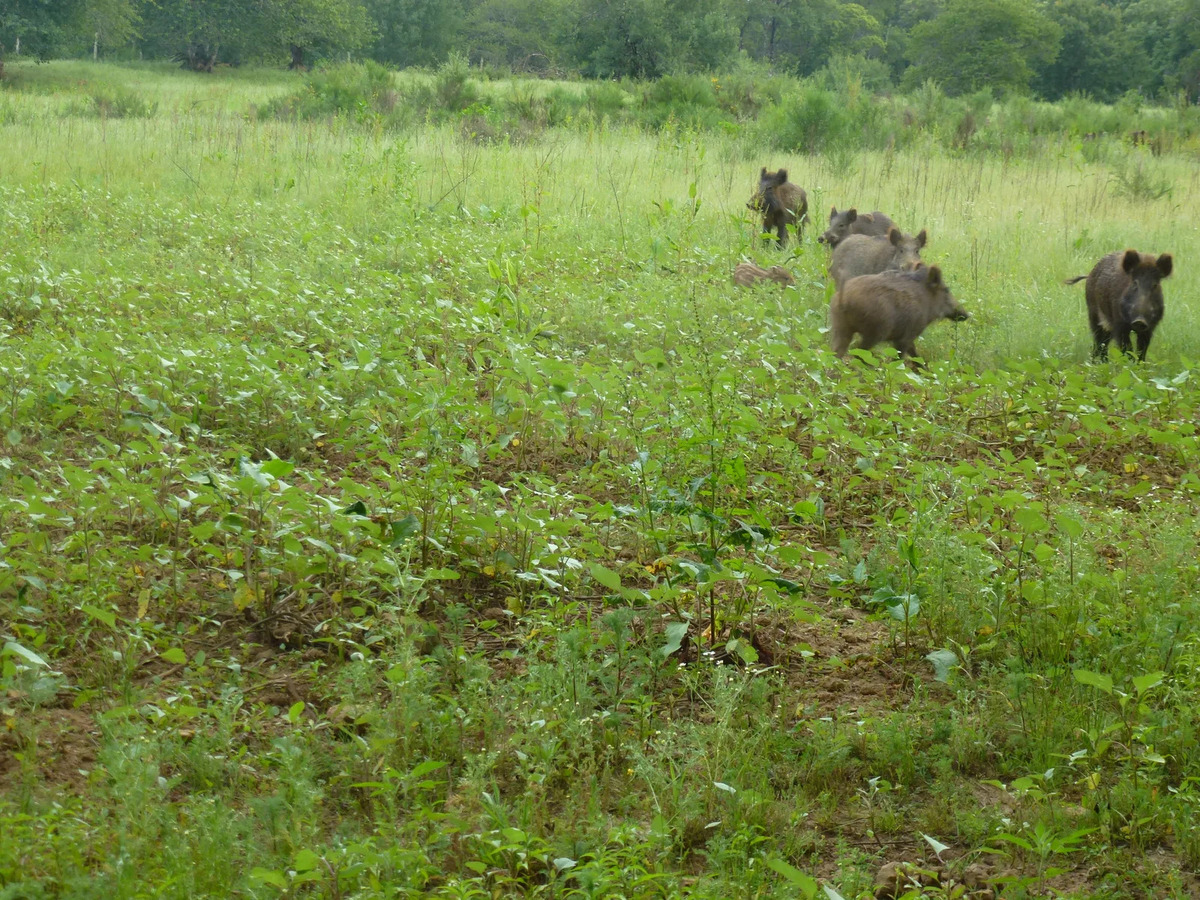 Sangliers de Mortemart - photo 4