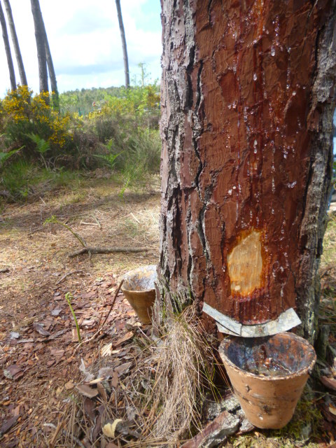 La Maison de la gemme, Lesperon - photo 5