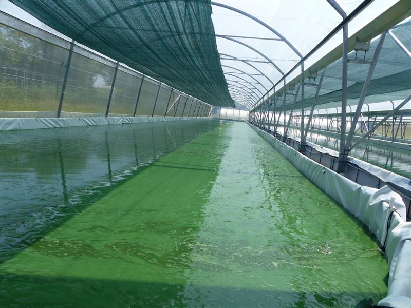 Spir'up - Spiruline des Pyrénées