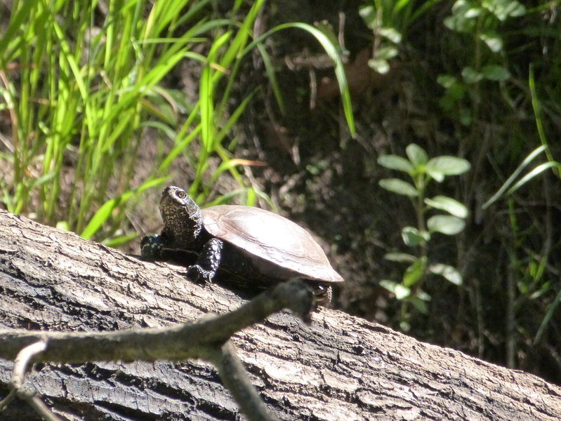 Les Pistes de Robin : jeu découverte au Coeur de la nature à Mios, Mios - photo 2