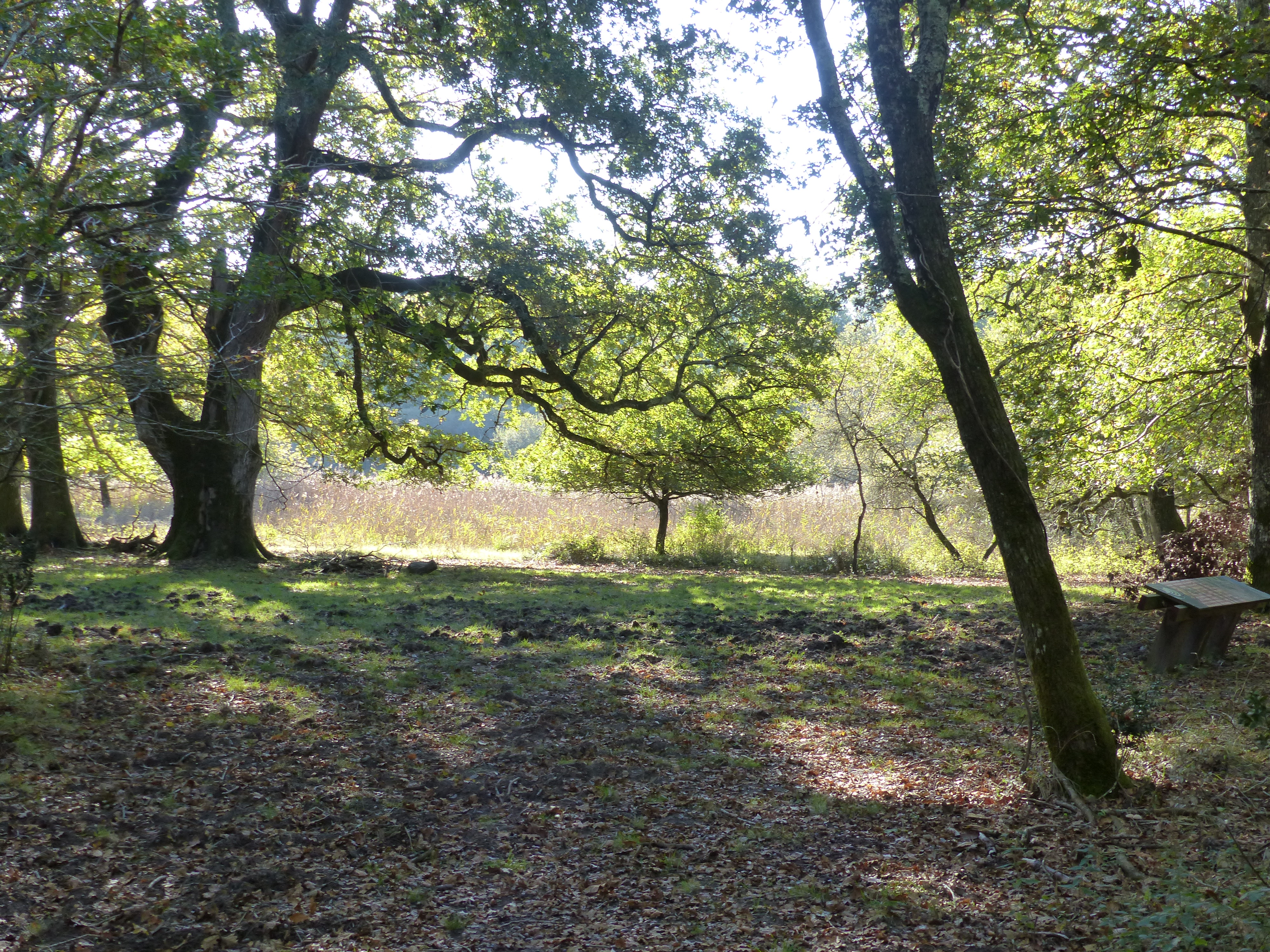Le sentier du Marais du Gua, Vensac - photo 5