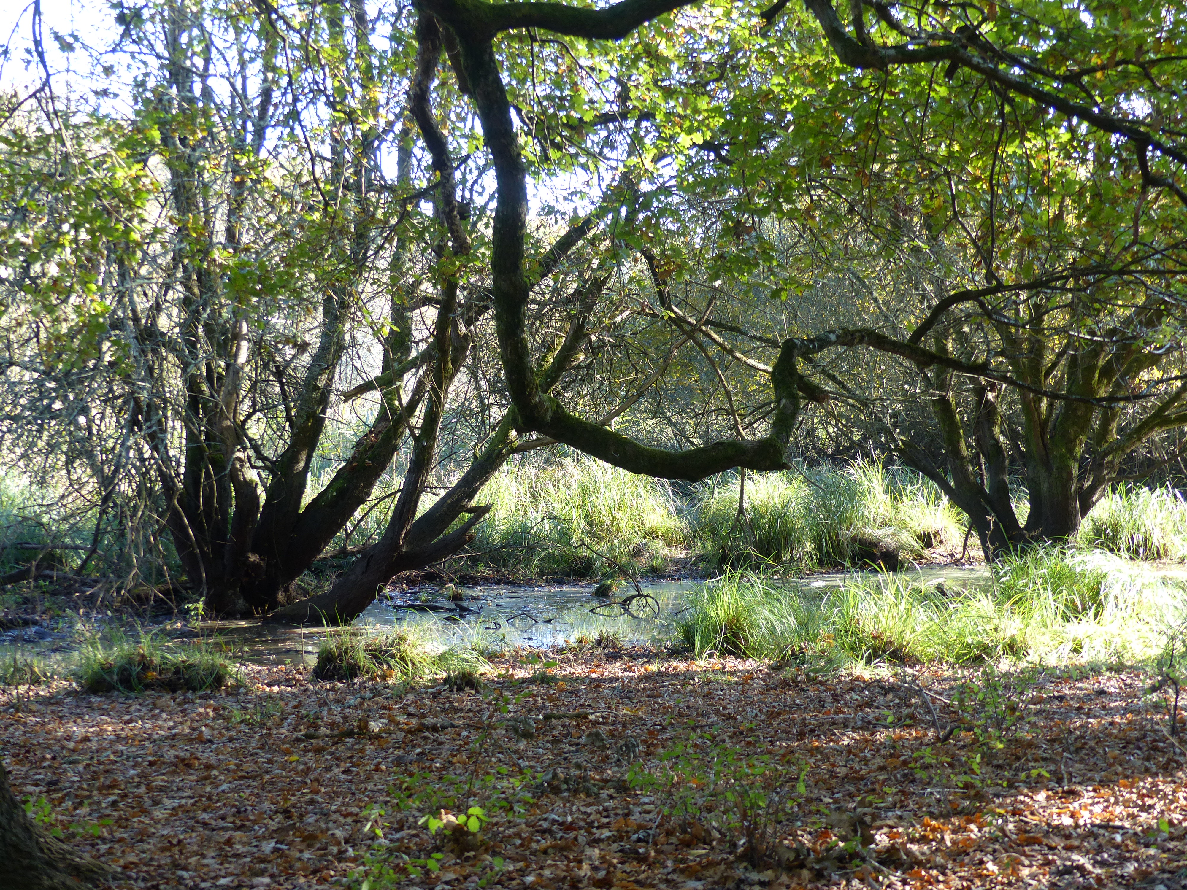 Le sentier du Marais du Gua, Vensac - photo 3