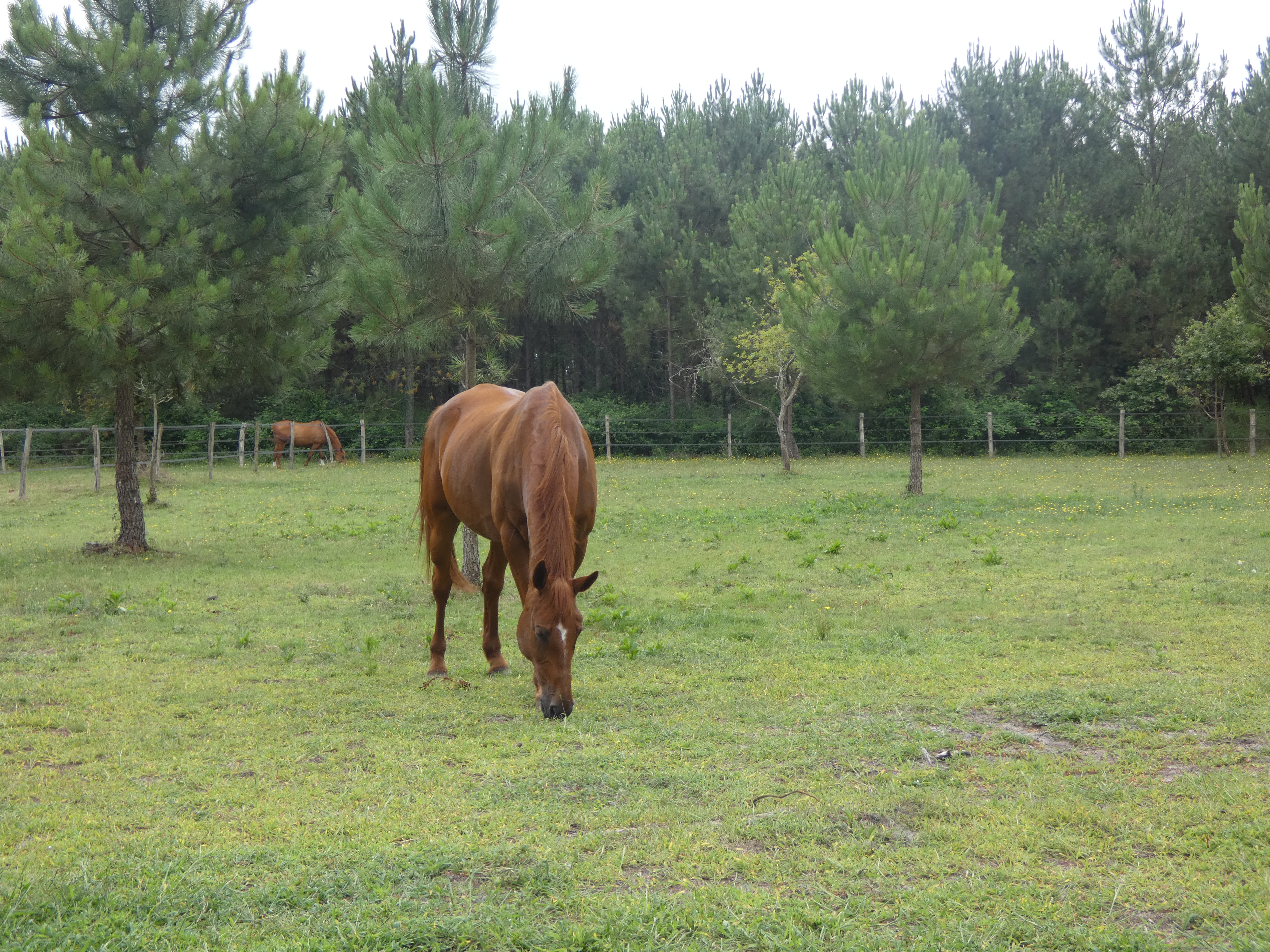 Equi terre  Happy, Lesperon - photo 5