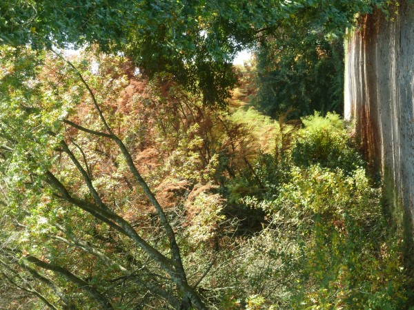 Balade à roulettes : Le Bois de Bordeaux 2 IMPRATICABLE, Bordeaux - photo 3