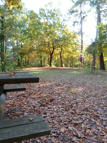 Balade à roulettes : Le parc de la Cheneraie, Gujan-Mestras - photo 3