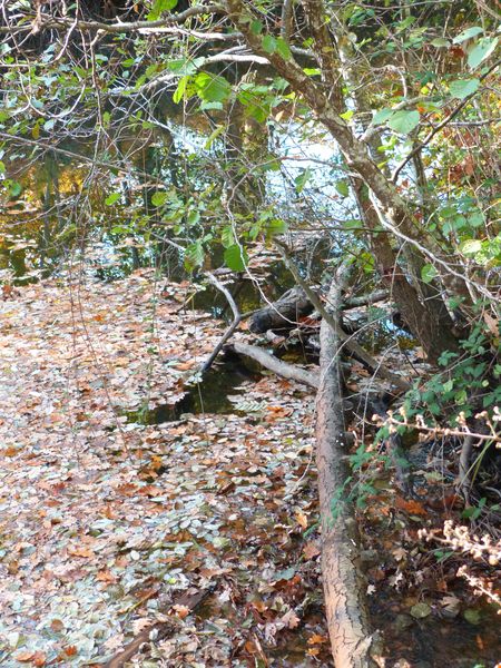 Balade à roulettes : Le parc de la Cheneraie, Gujan-Mestras - photo 5