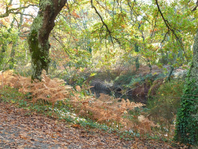 Balade à roulettes : Le parc de la Cheneraie, Gujan-Mestras