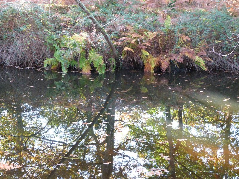Balade à roulettes : Le parc de la Cheneraie, Gujan-Mestras - photo 2