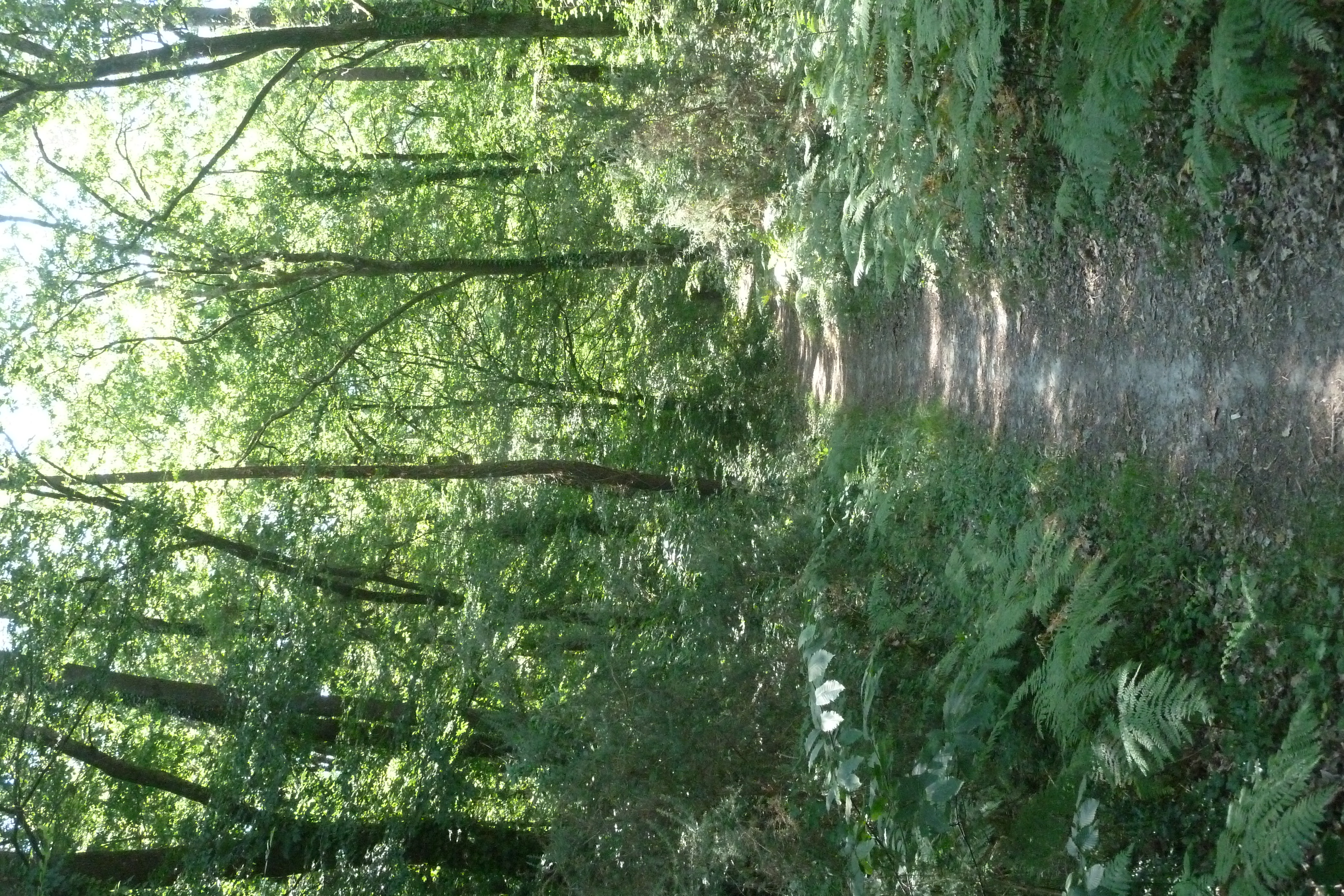 Balade à roulettes : Bois de Laburthe, Gradignan - photo 2