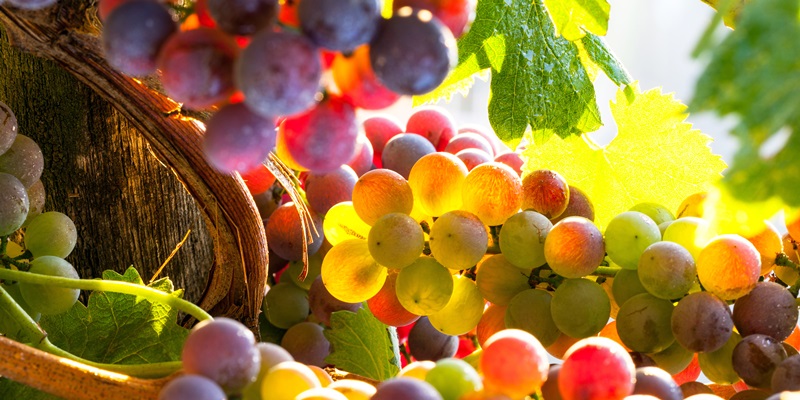 Itinéraire touristique : Cap à l'Ouest "Restée nature"
