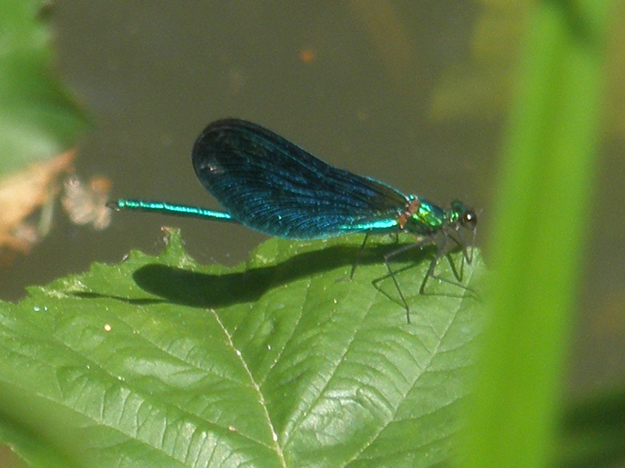 Village de Servanches