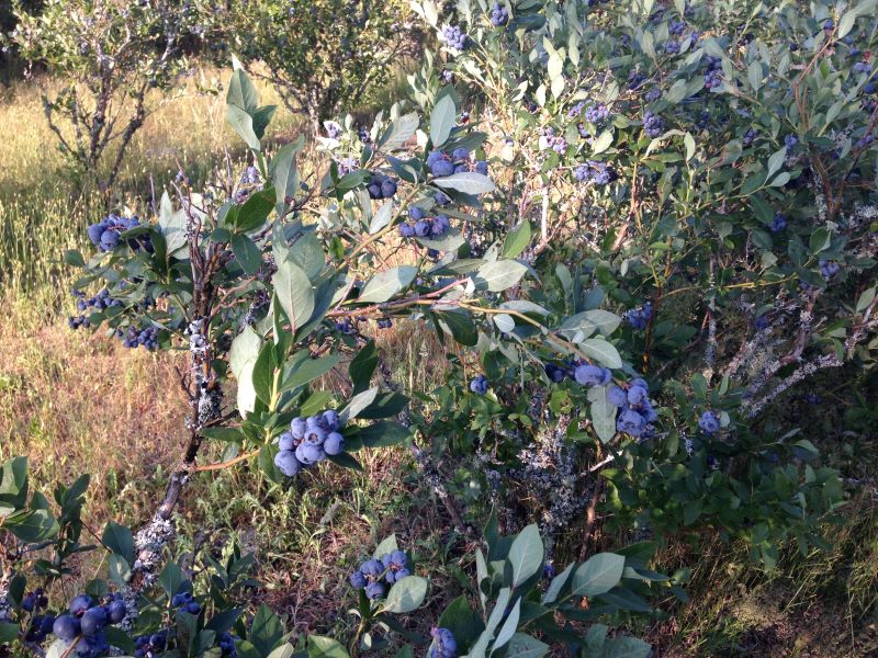 Passion Myrtilles - photo 3