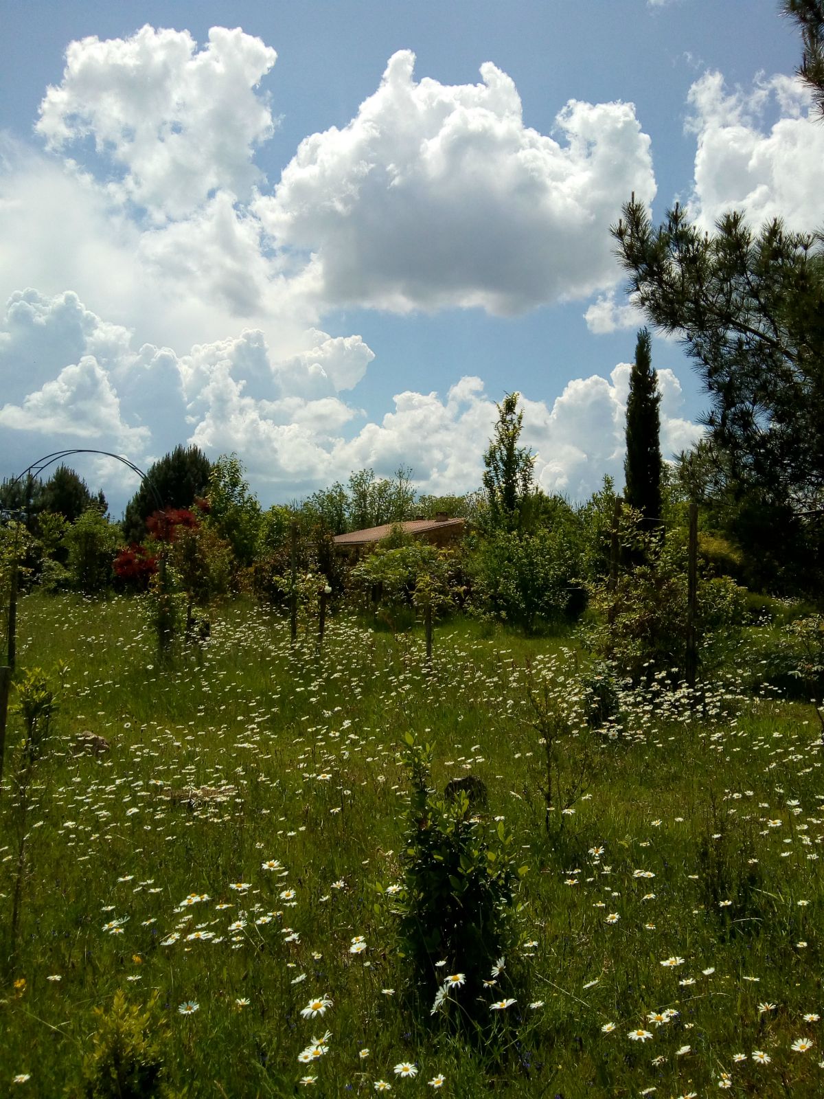 Les Jardins ethnobotaniques de Haute Terre, Saint-André-d'Allas - photo 8