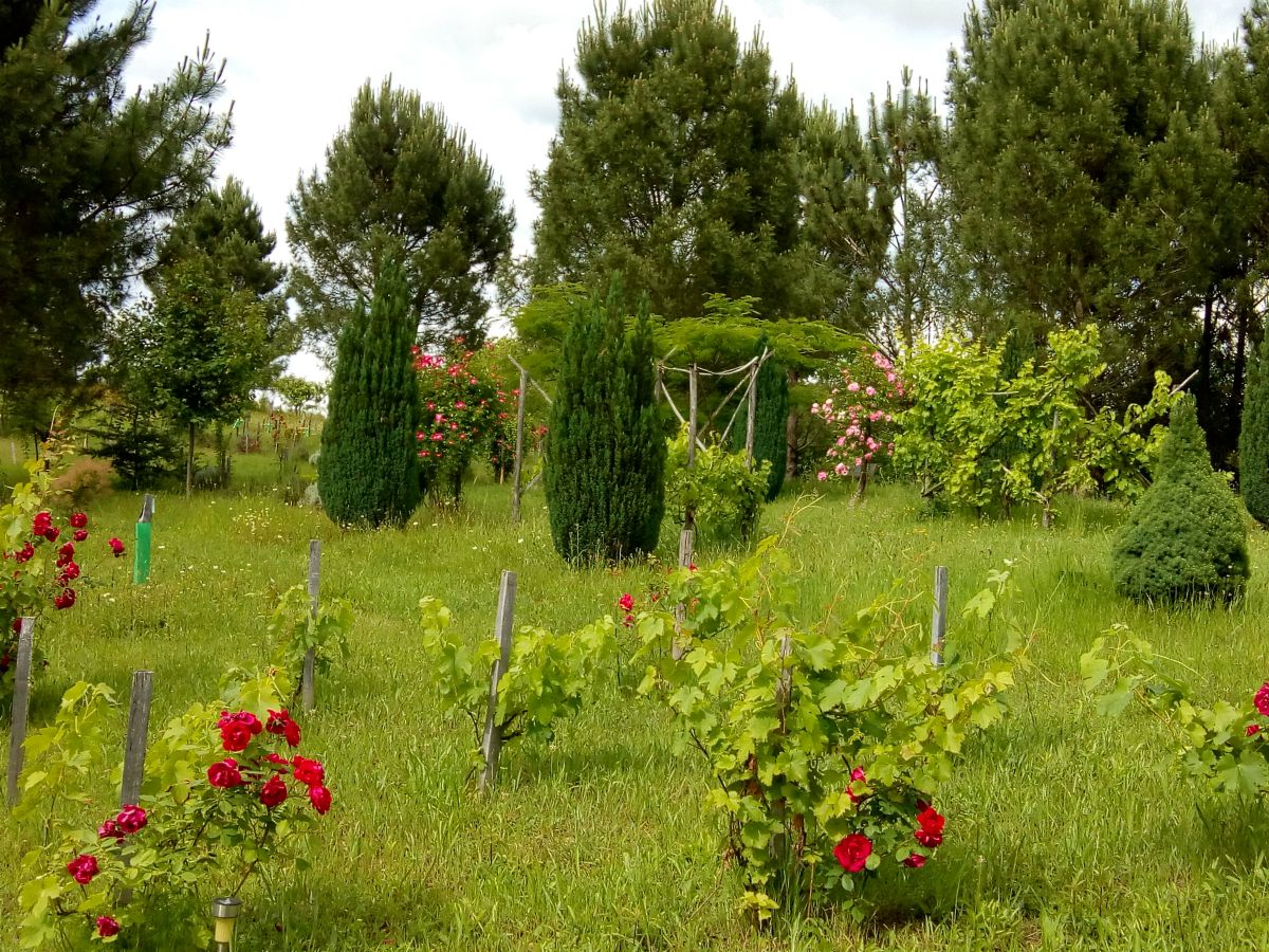 Les Jardins ethnobotaniques de Haute Terre, Saint-André-d'Allas - photo 10