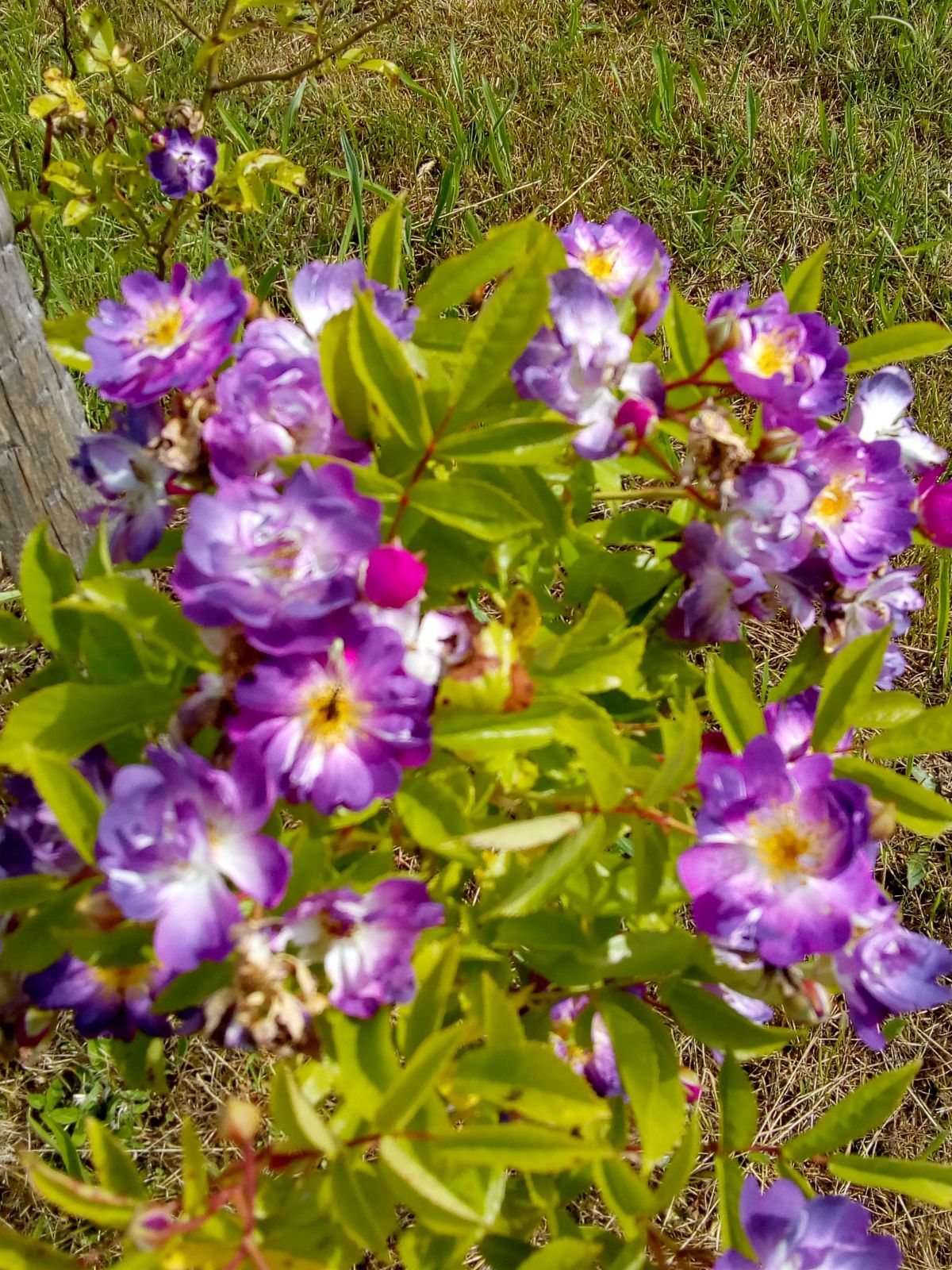Les Jardins ethnobotaniques de Haute Terre, Saint-André-d'Allas - photo 2