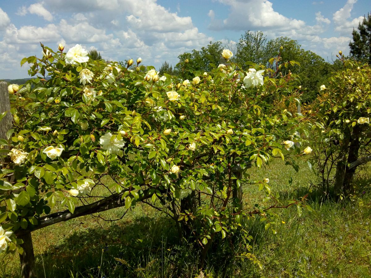 Les Jardins ethnobotaniques de Haute Terre, Saint-André-d'Allas - photo 9
