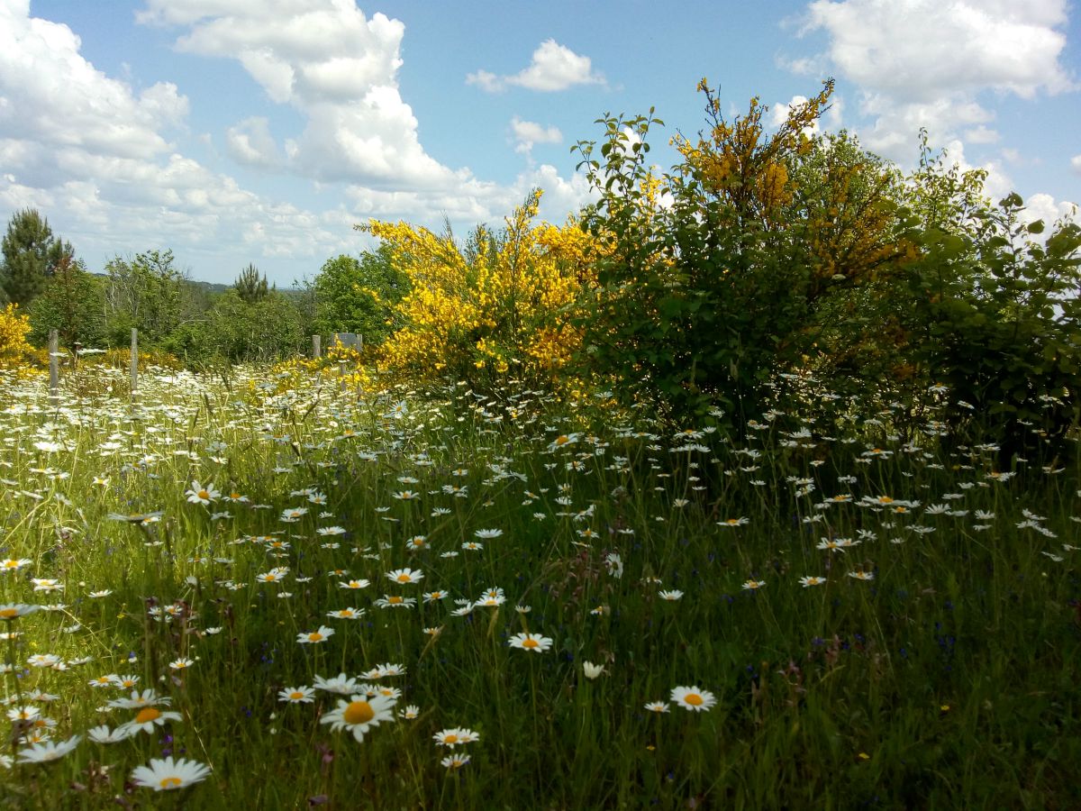 Les Jardins ethnobotaniques de Haute Terre, Saint-André-d'Allas - photo 3