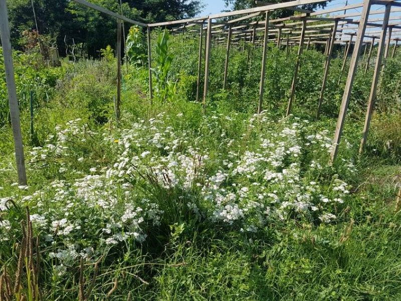 Le jardin insolite de Papy Paulo, Le Temple-sur-Lot - photo 8