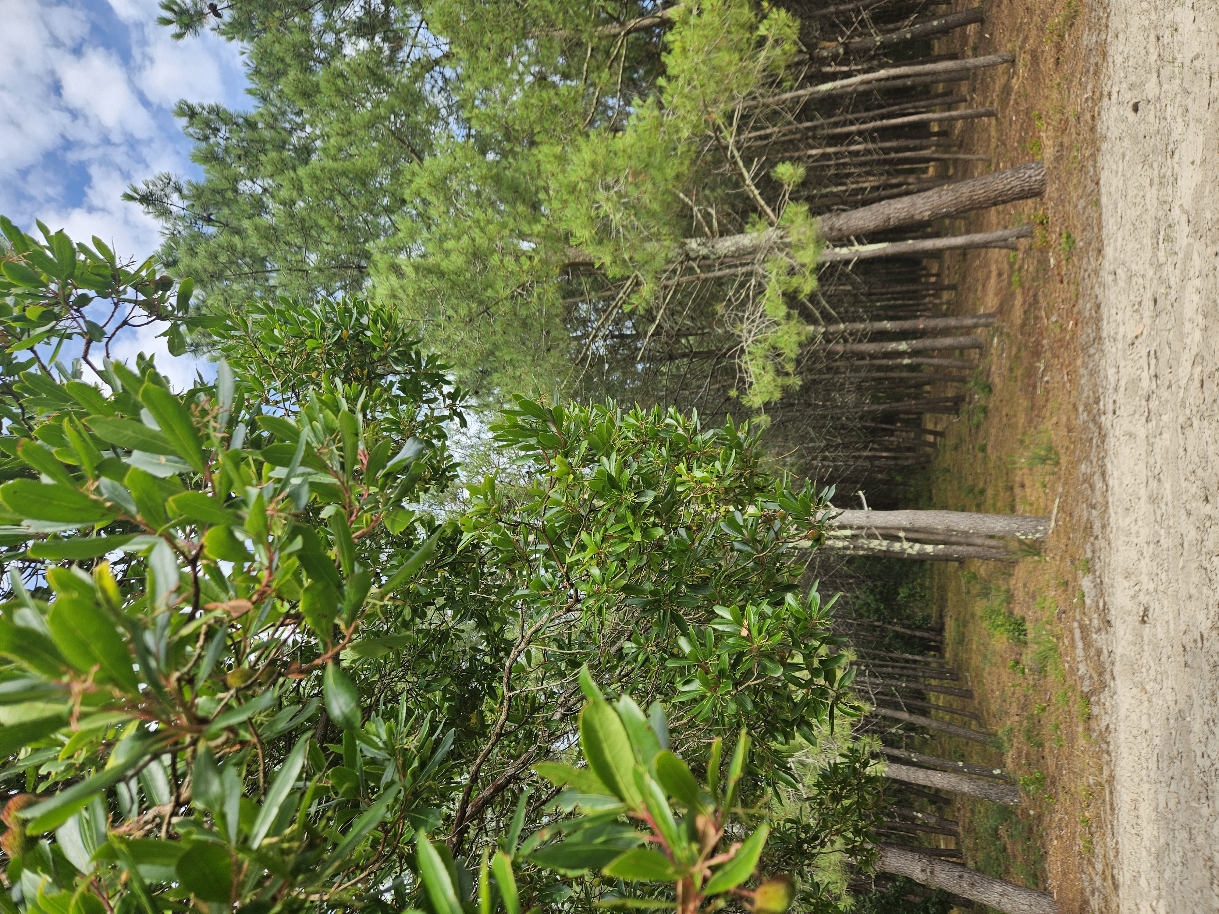 Studio avec vue sur la forêt — photo 2