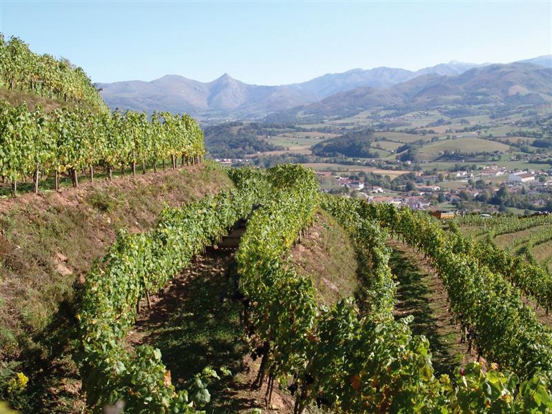 Domaine Mourguy