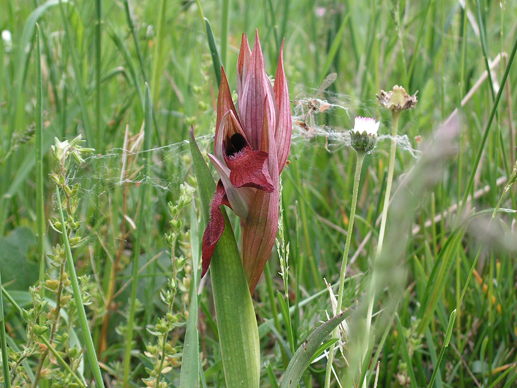 Chemin des orchidées - Queyssac, Queyssac - photo 2