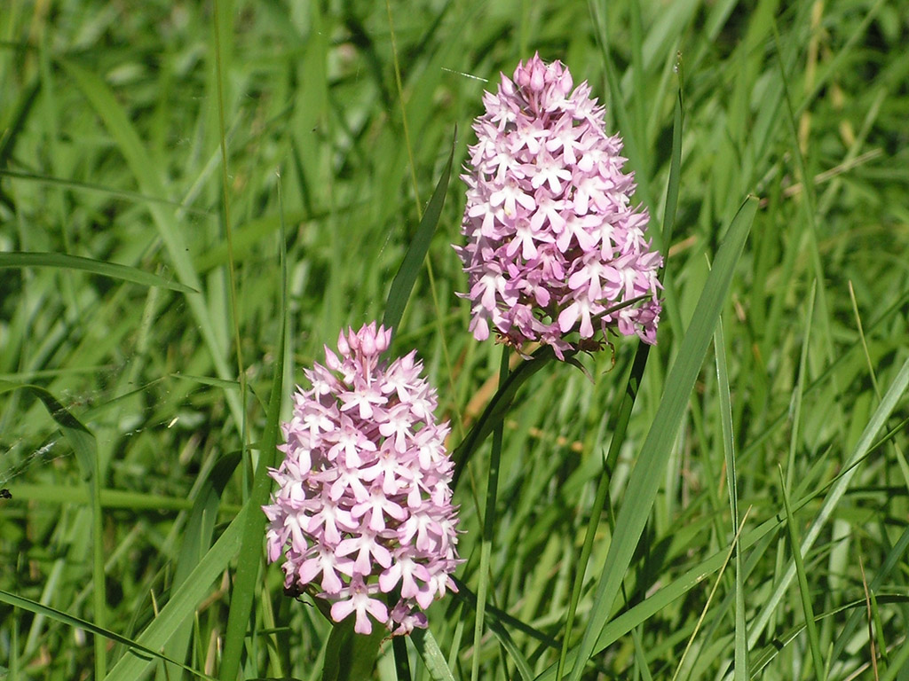 Chemin des orchidées - Queyssac, Queyssac - photo 5