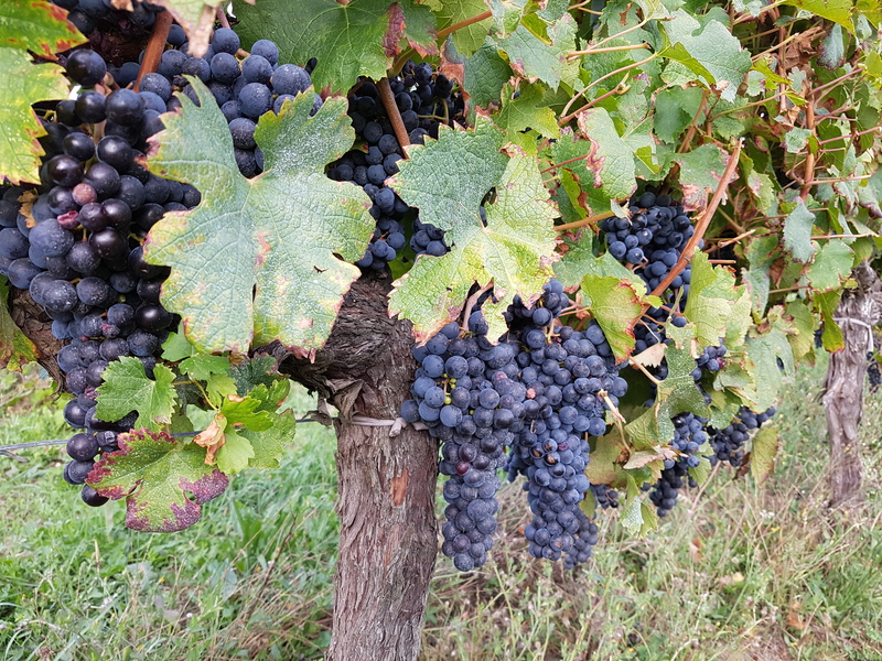 Domaines Tich et Grava