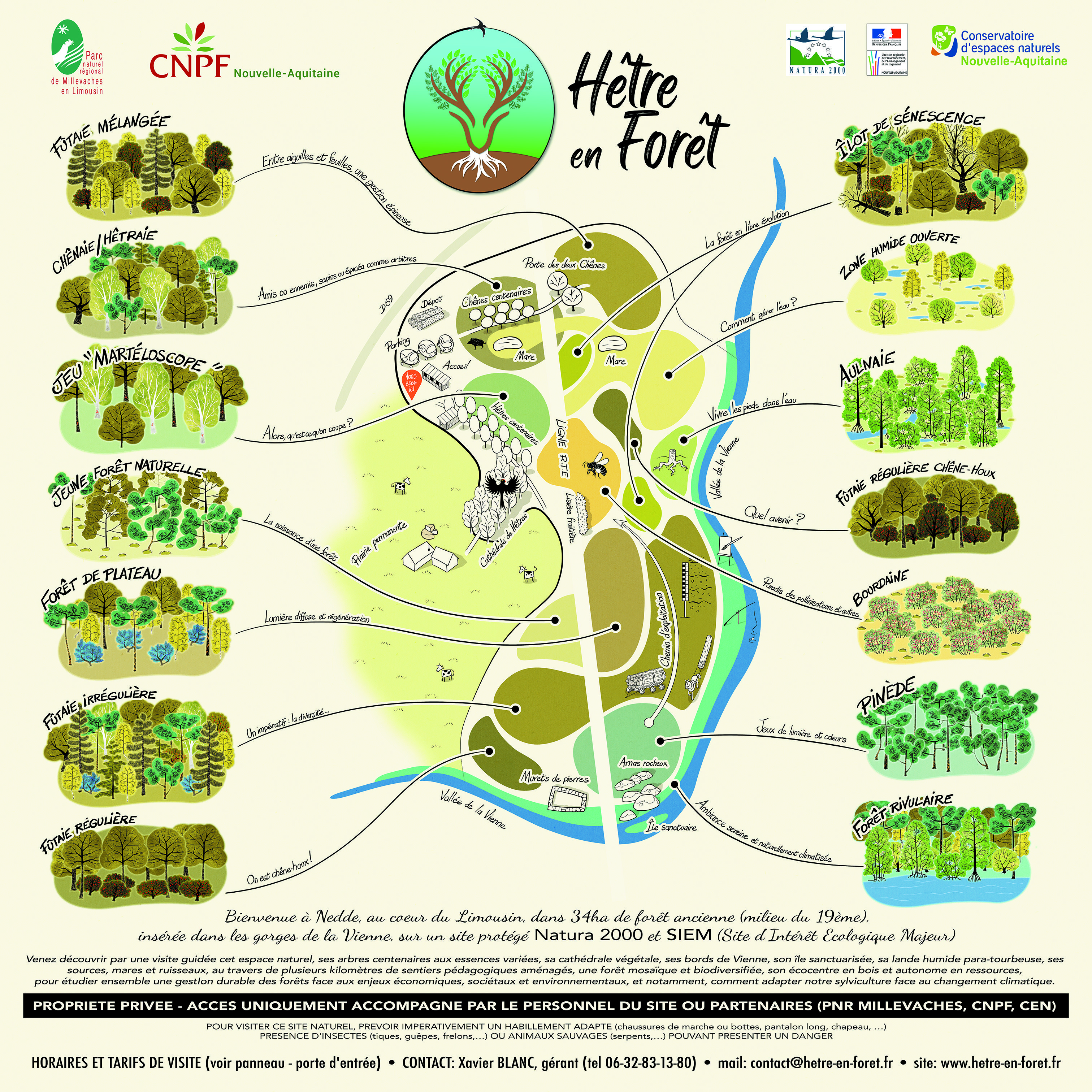 Hêtre en forêt, Nedde - photo 6