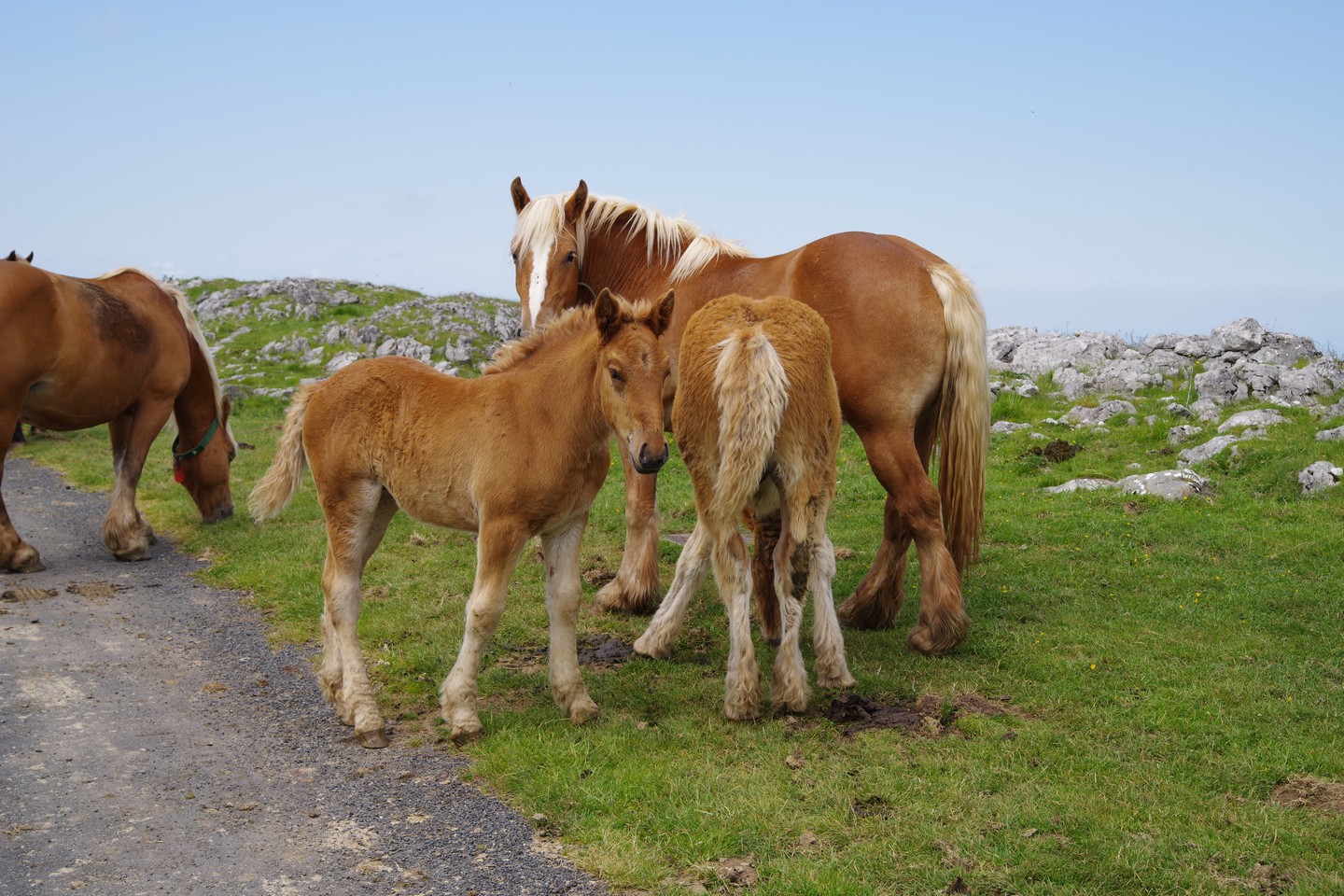 Beltxu, Saint-Just-Ibarre - photo 4