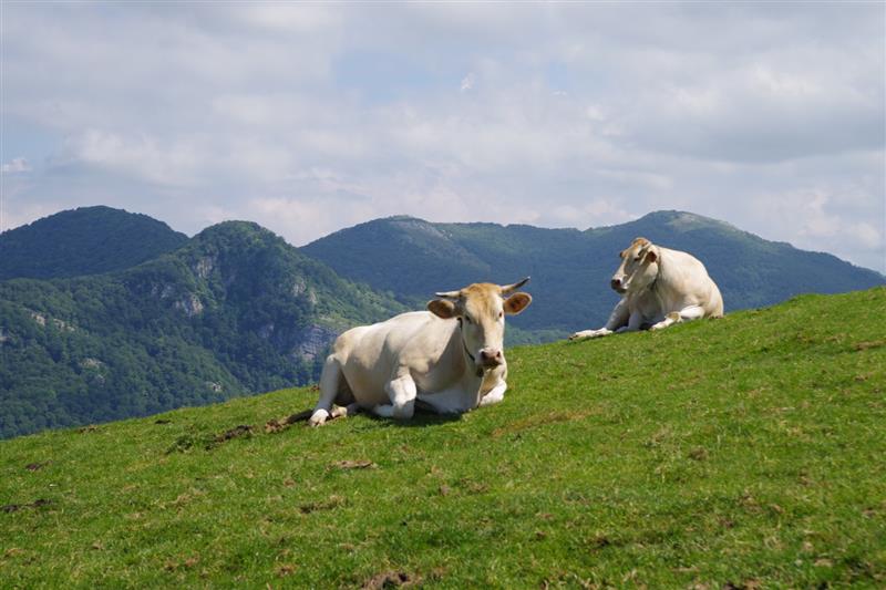 Beltxu