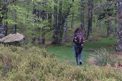 La forêt d'Iraty