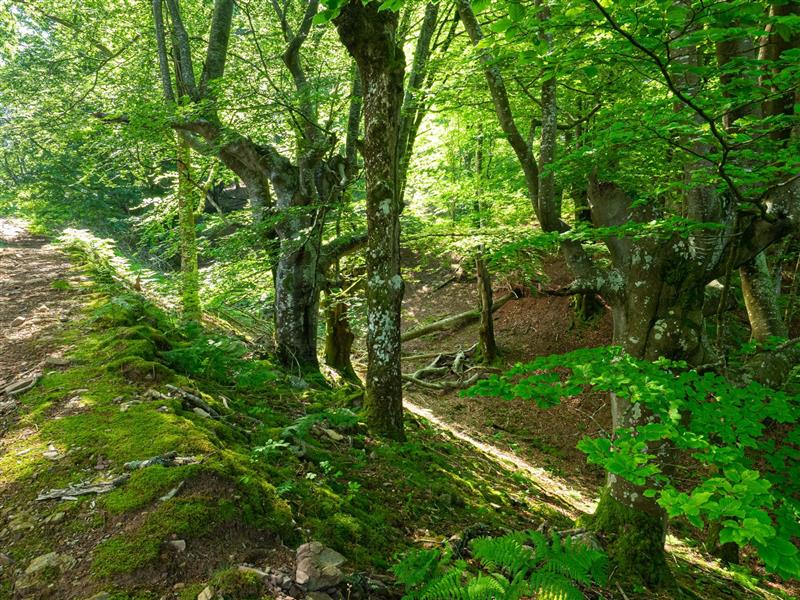 Circuit des palombières / Usategietako itzulia - Trail