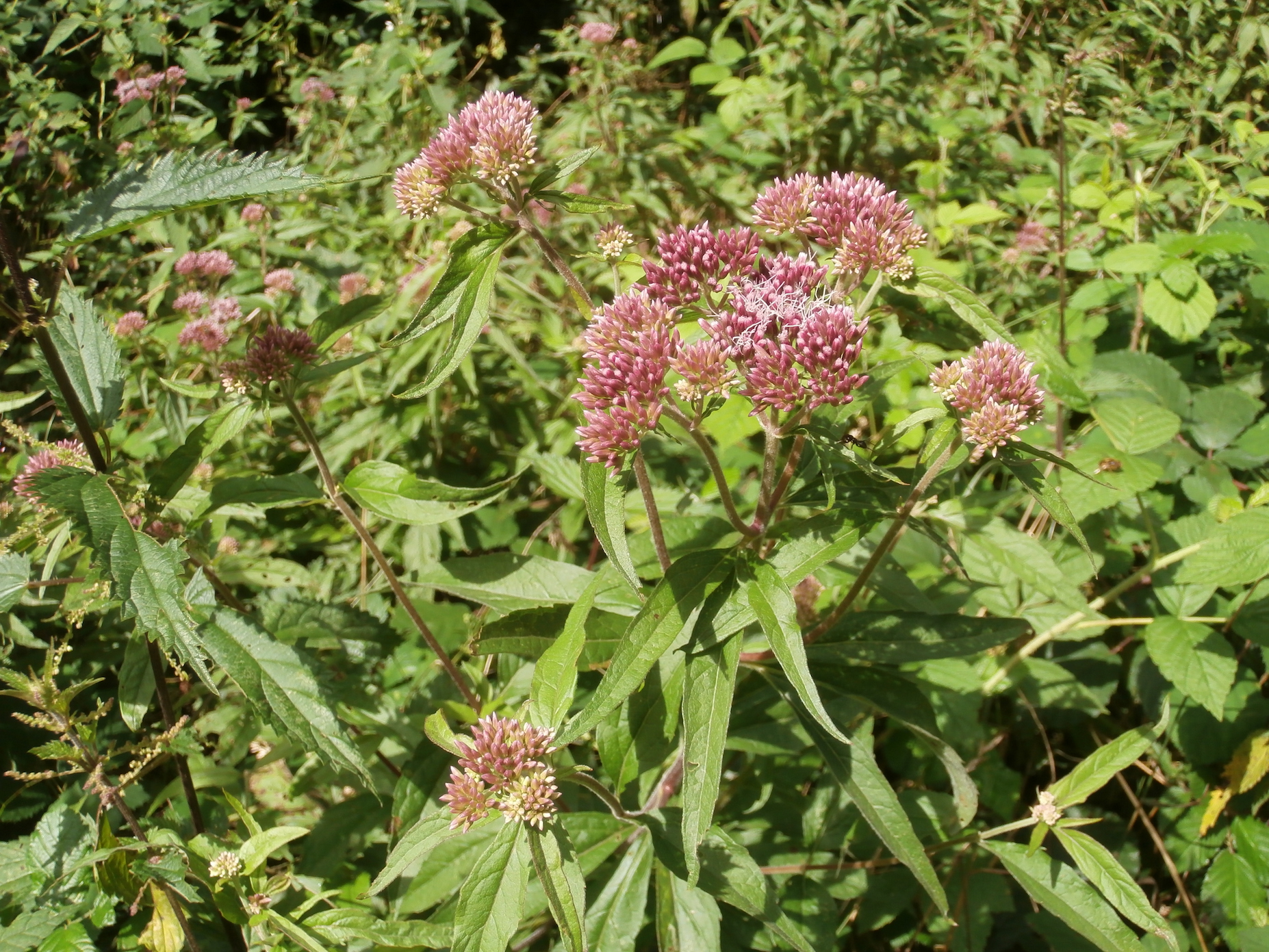 Boucle du Mont Larron, Saint-Julien-le-Petit - photo 4
