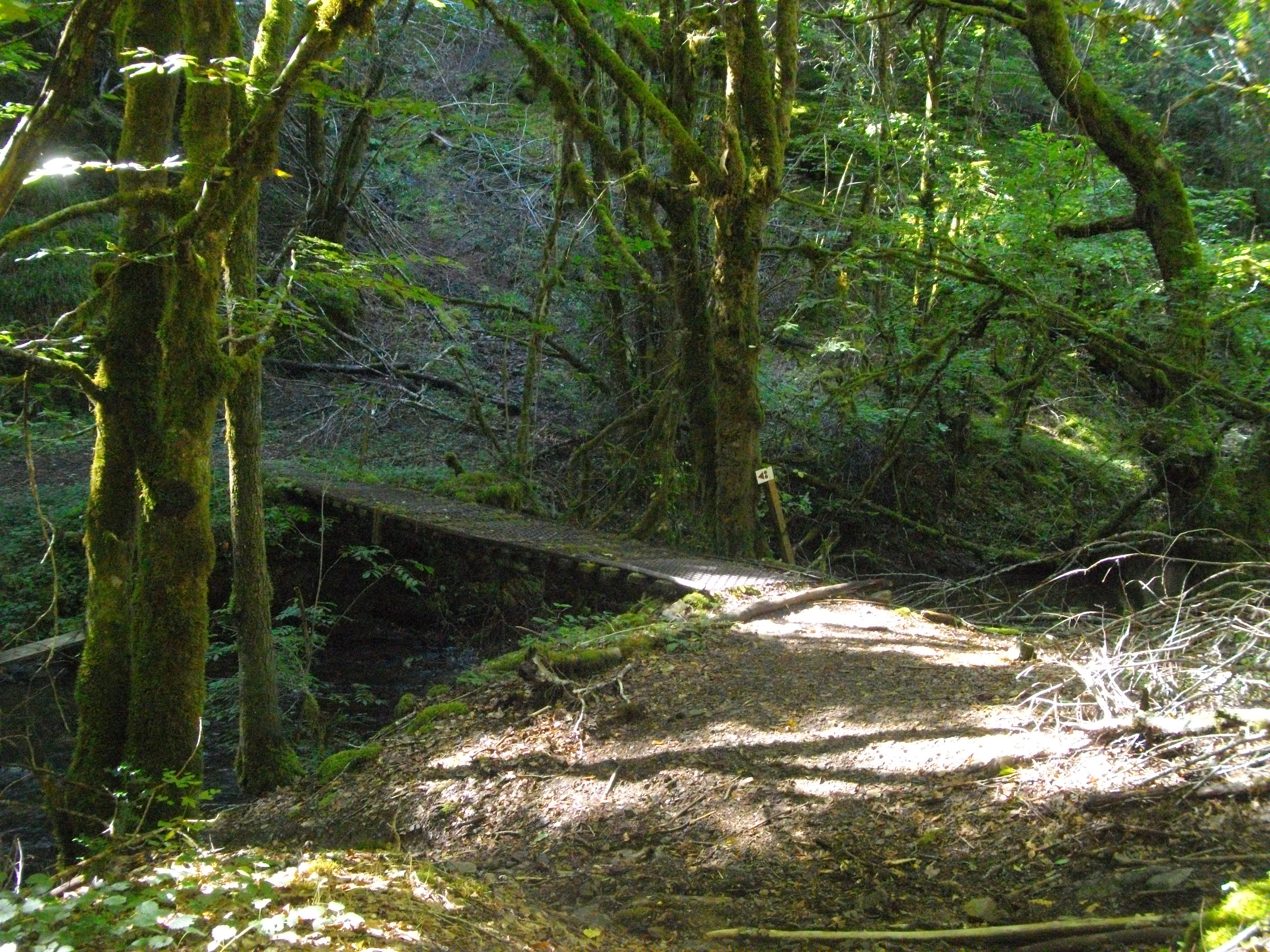 VTT - Gorges du Chavanon - 29 km - circuit 67, Merlines - photo 4