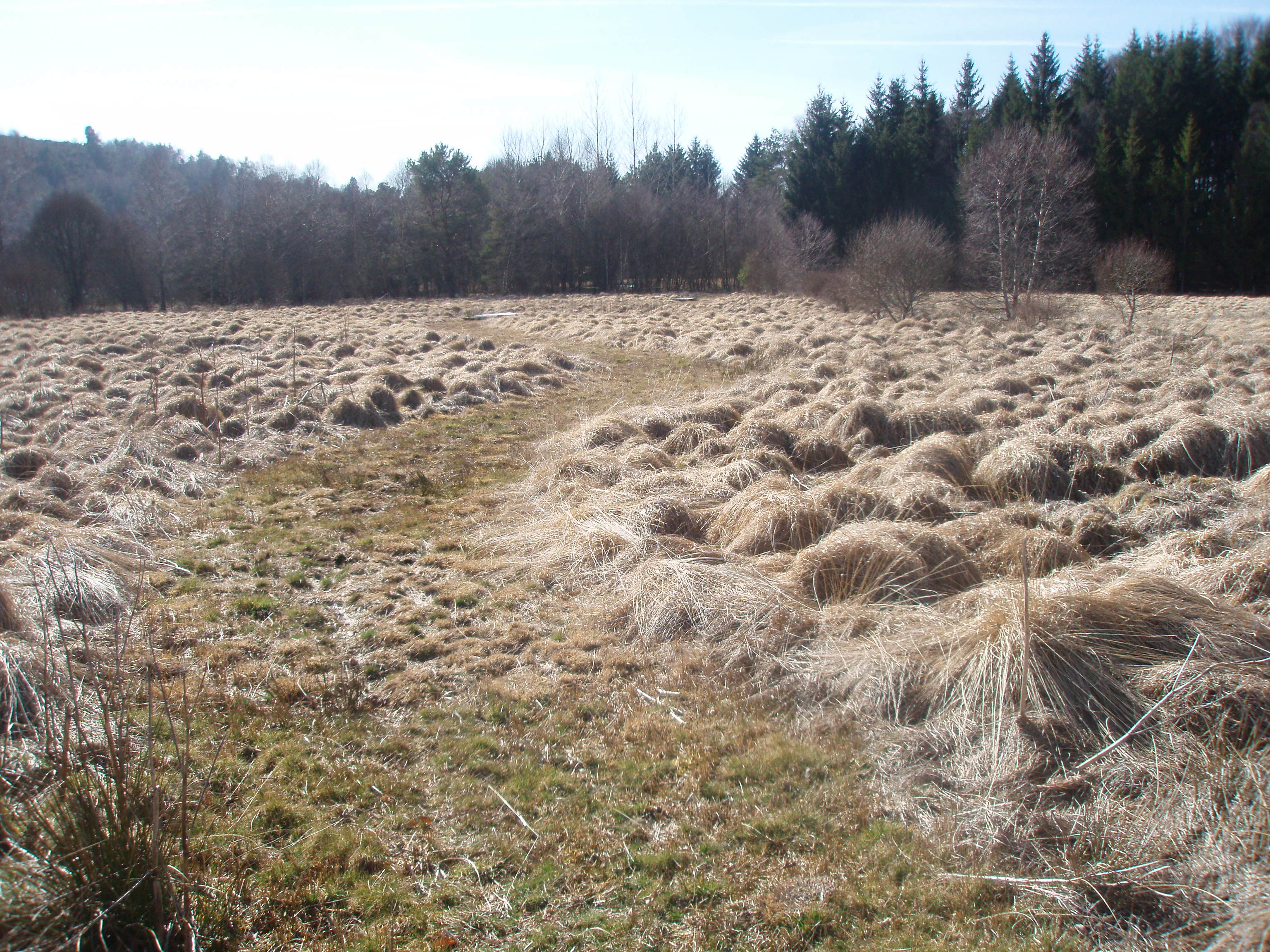 Circuit d’interprétation de la tourbière de Rebière Nègre - 4 km, Peyrelevade - photo 3