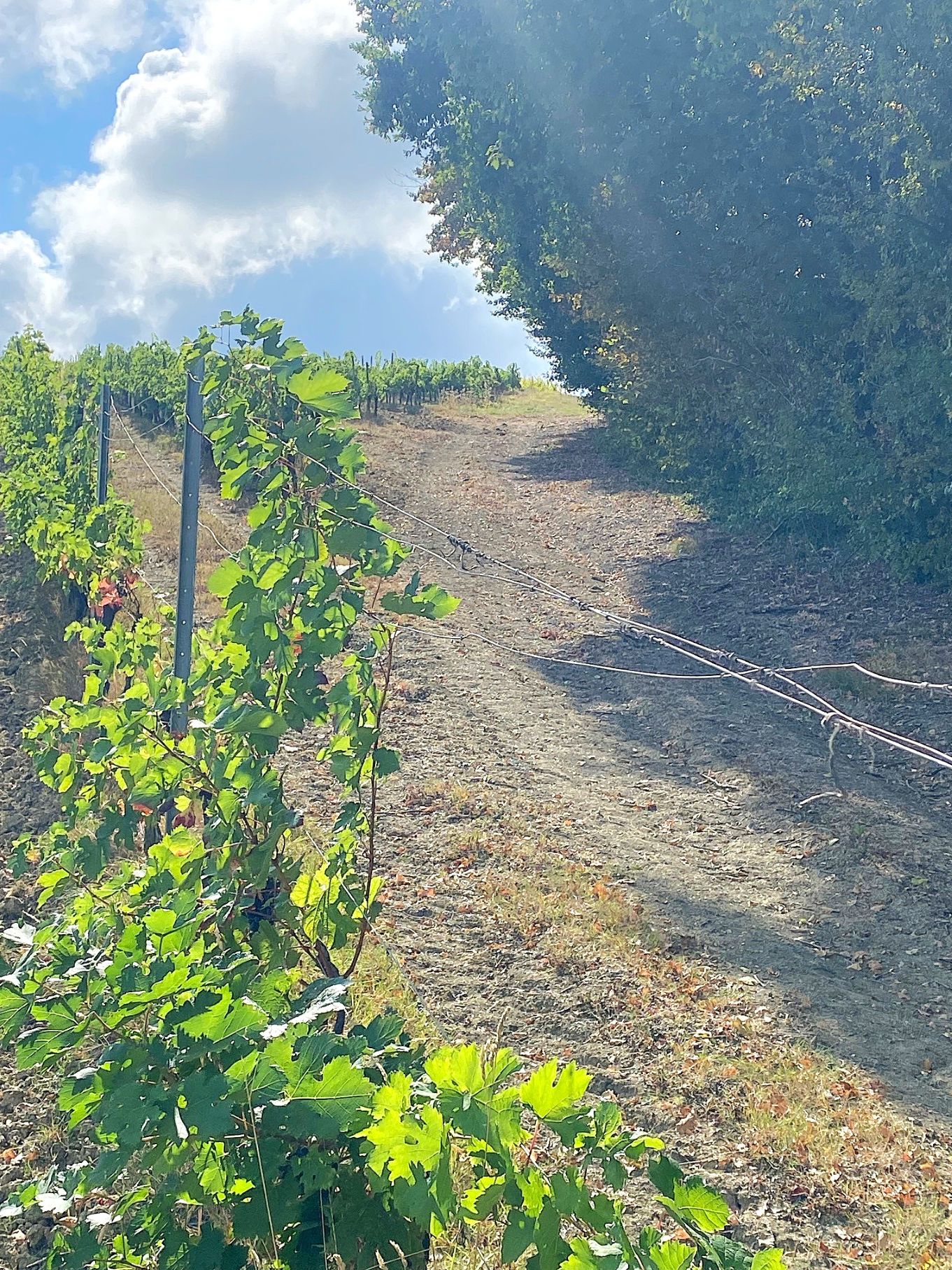 Boucle du Moulin de Ponchat, Port-Sainte-Foy-et-Ponchapt - photo 2
