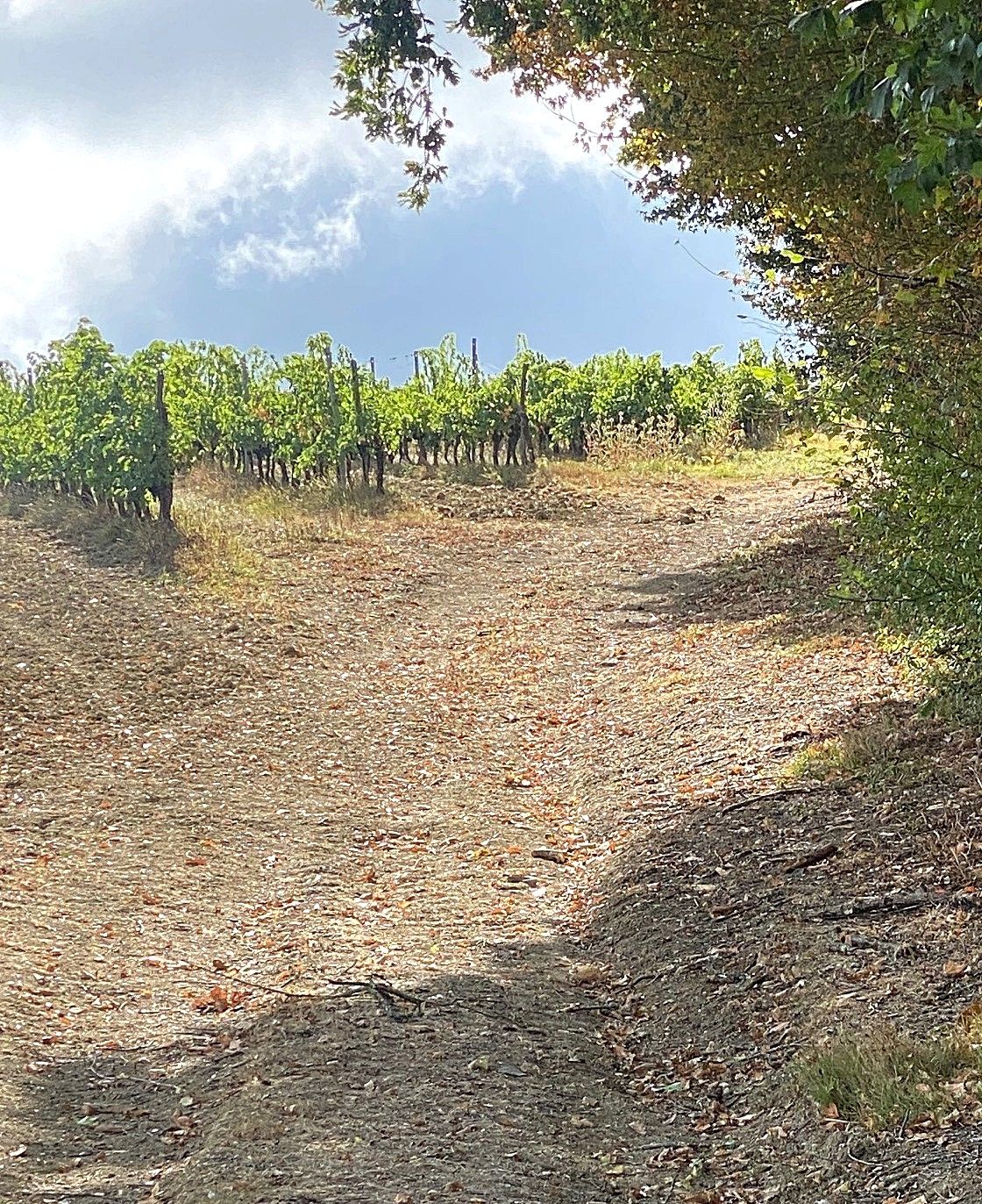 Boucle du Moulin de Ponchat, Port-Sainte-Foy-et-Ponchapt - photo 4