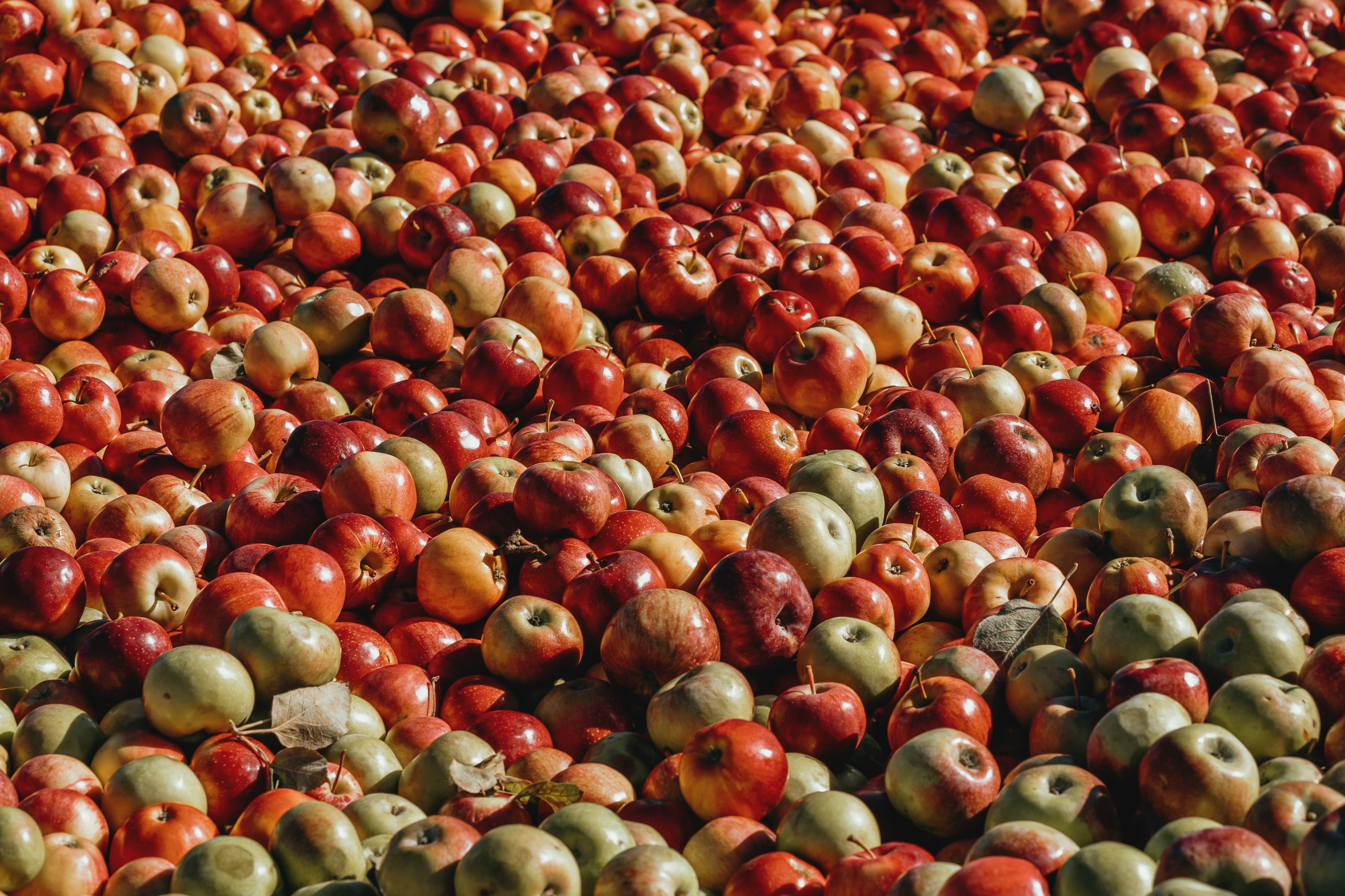 Pressoir pommes et poires — photo 2