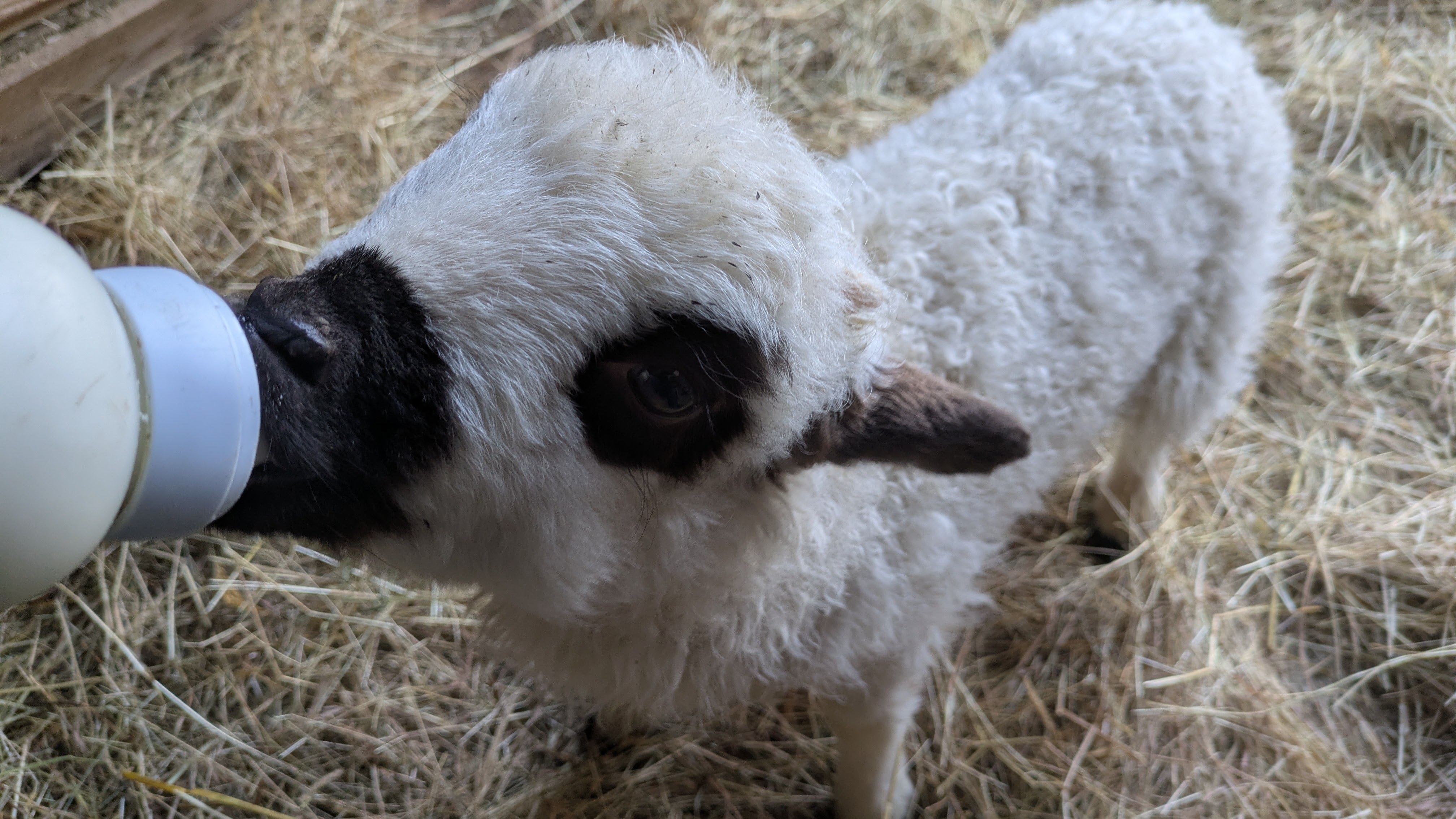 Baby fermier