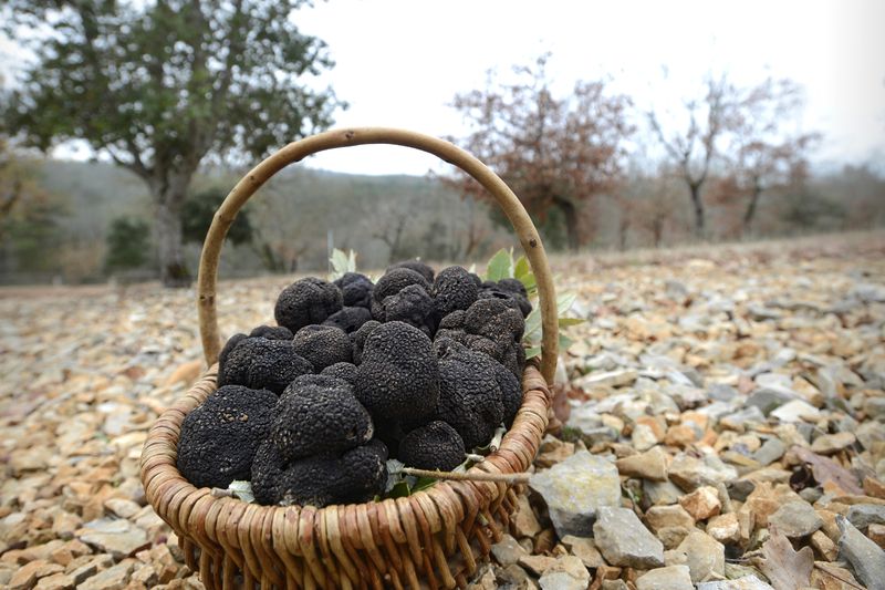 Autour de la truffe à Mareuil - photo 2
