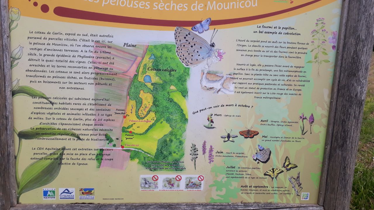 Pelouses sèches à orchidées, Castetpugon - photo 5