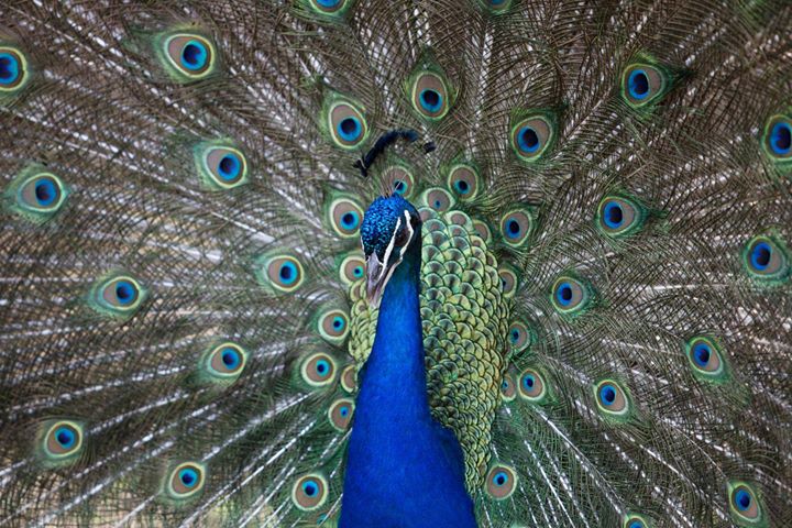 Parc Zoo du Reynou, Le Vigen - photo 5