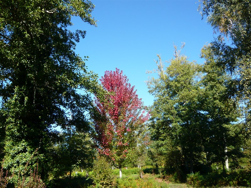 Parc Botanique des Landes Girondines, Préchac - photo 5