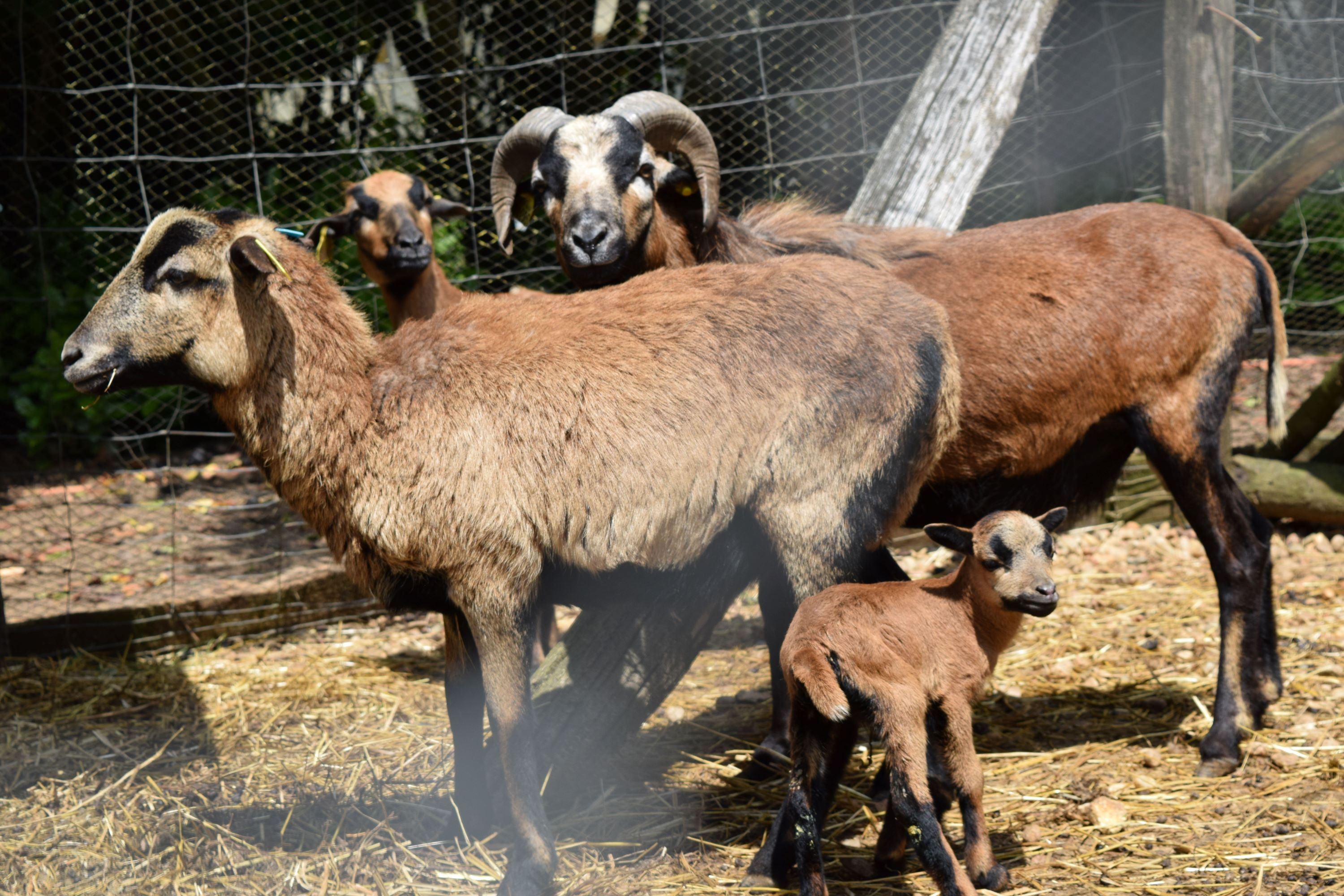 Parc-Elevage Del Sol, Pamproux