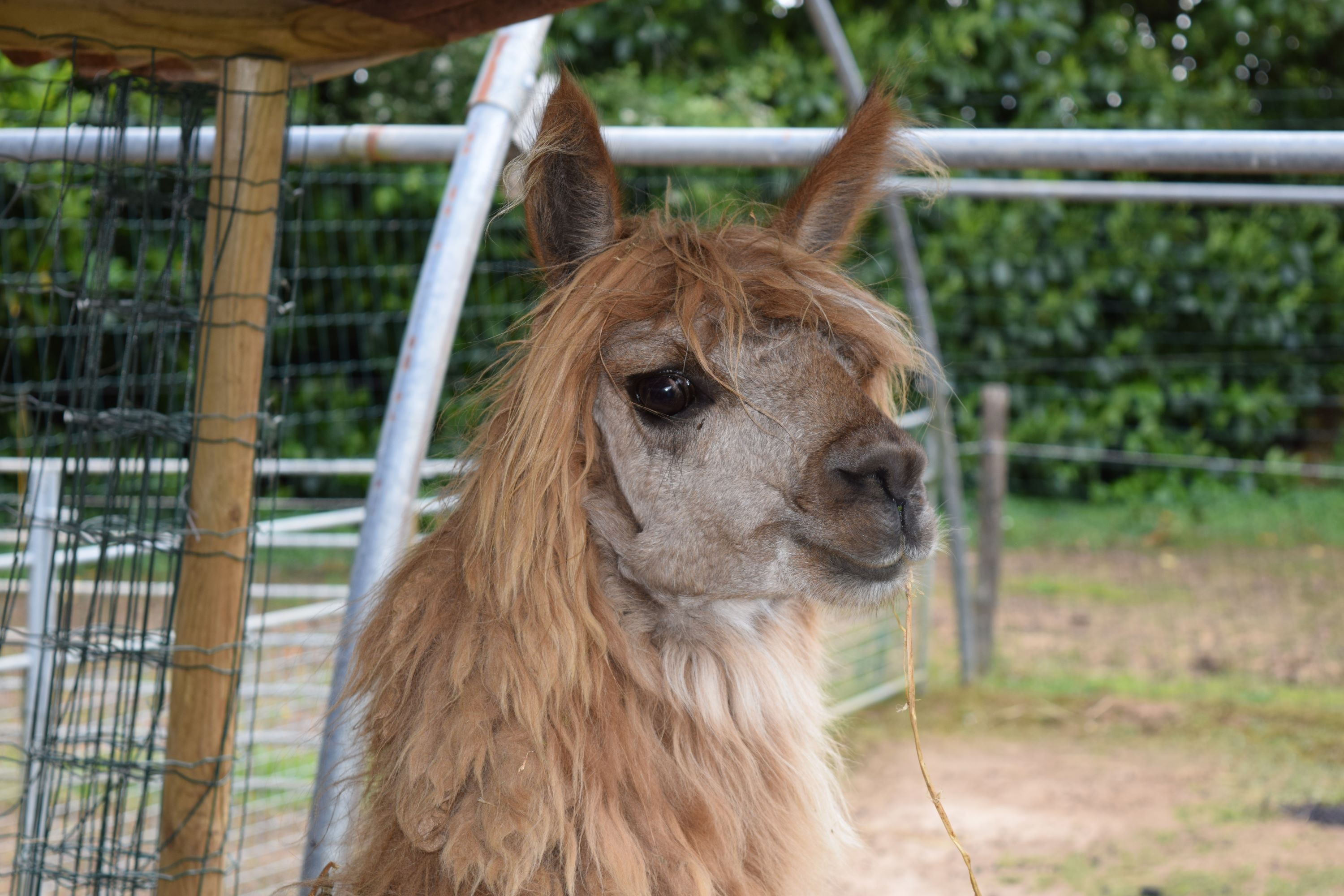 Parc-Elevage Del Sol, Pamproux - photo 4