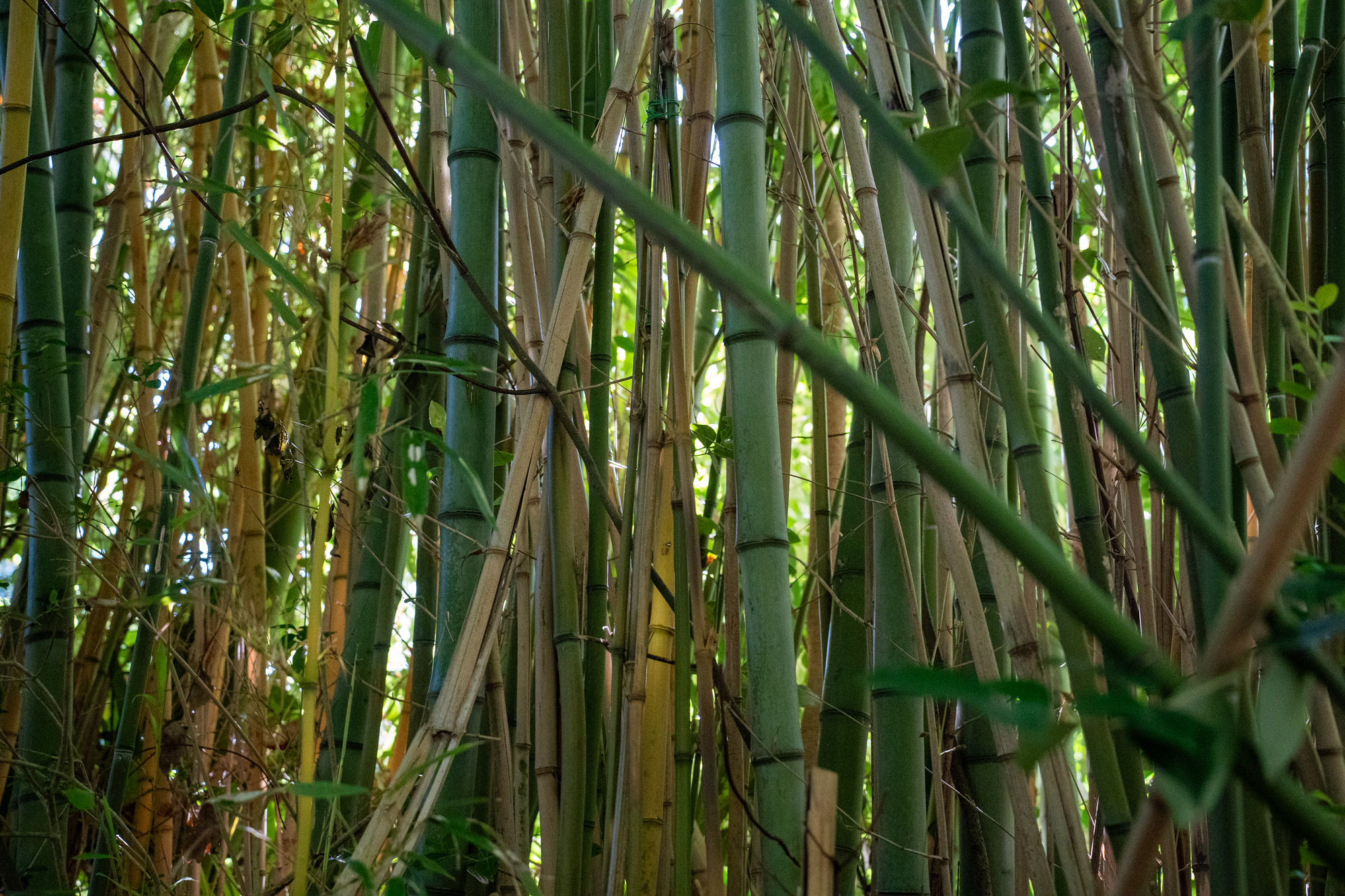 Parc Montaury, Anglet - photo 3