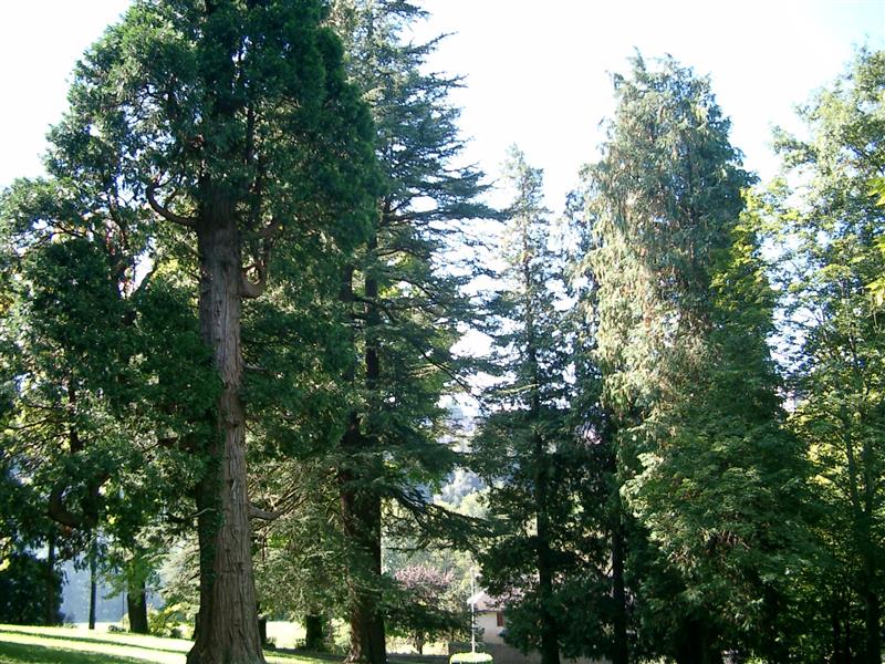 Parc pommé